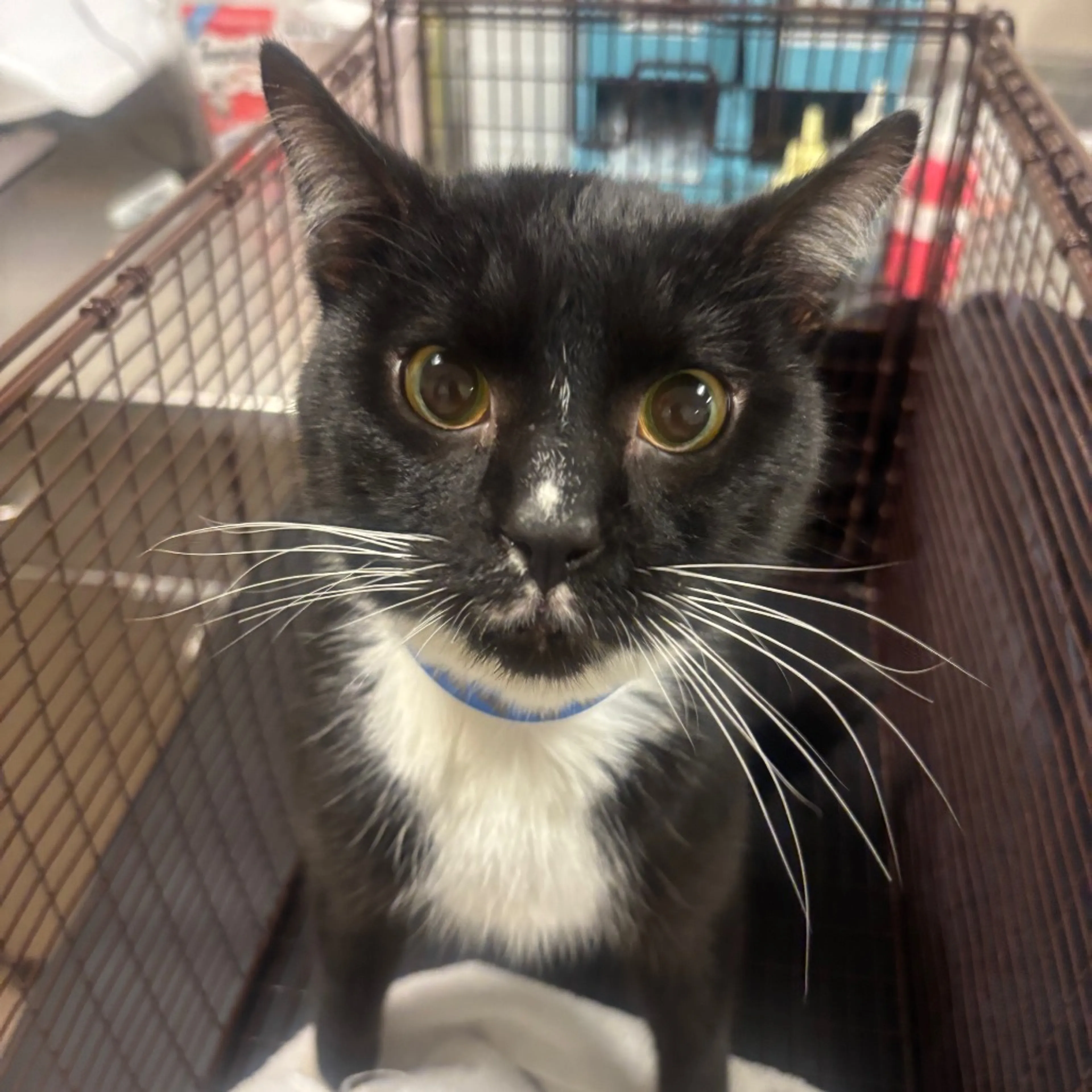 Found pet