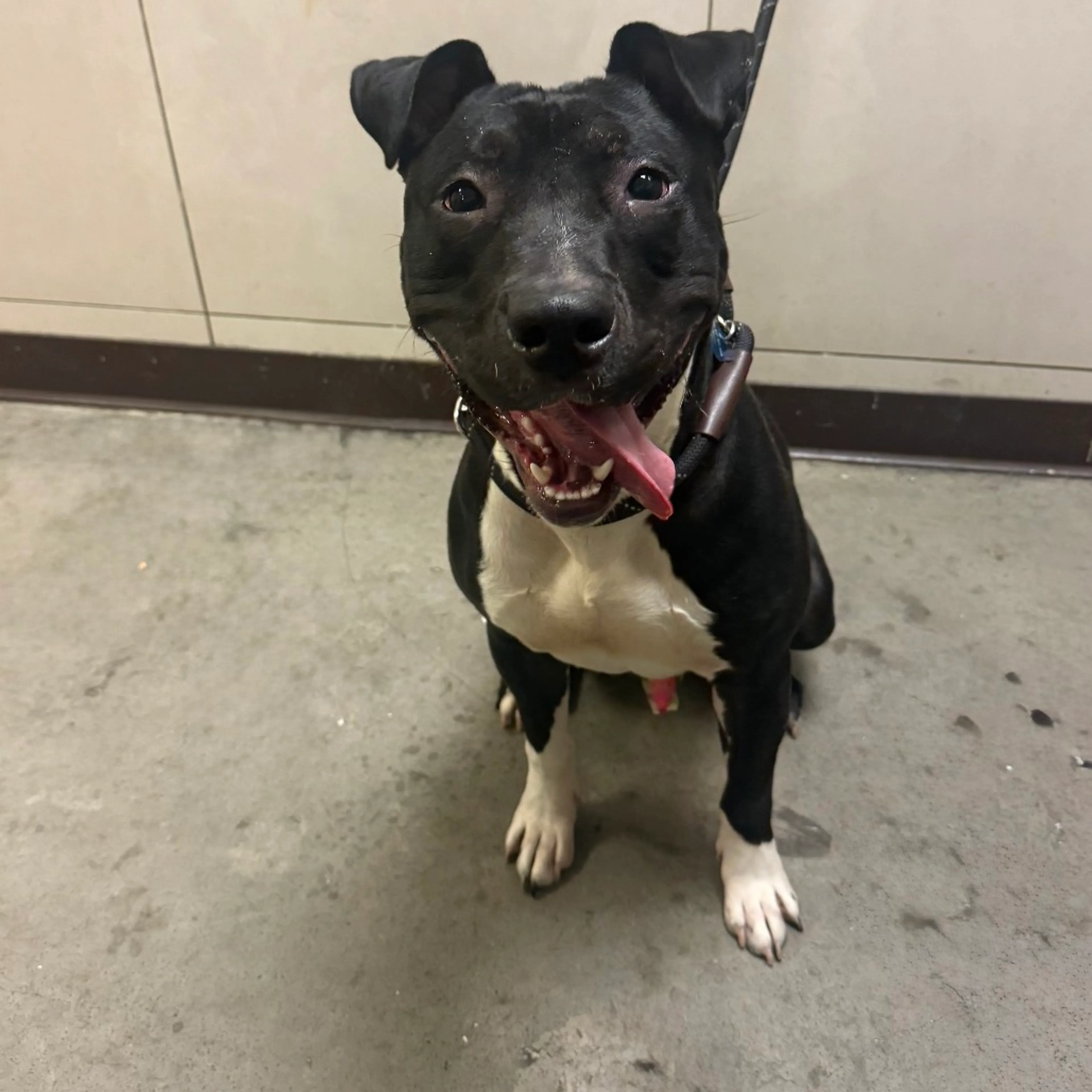 Found pet-1