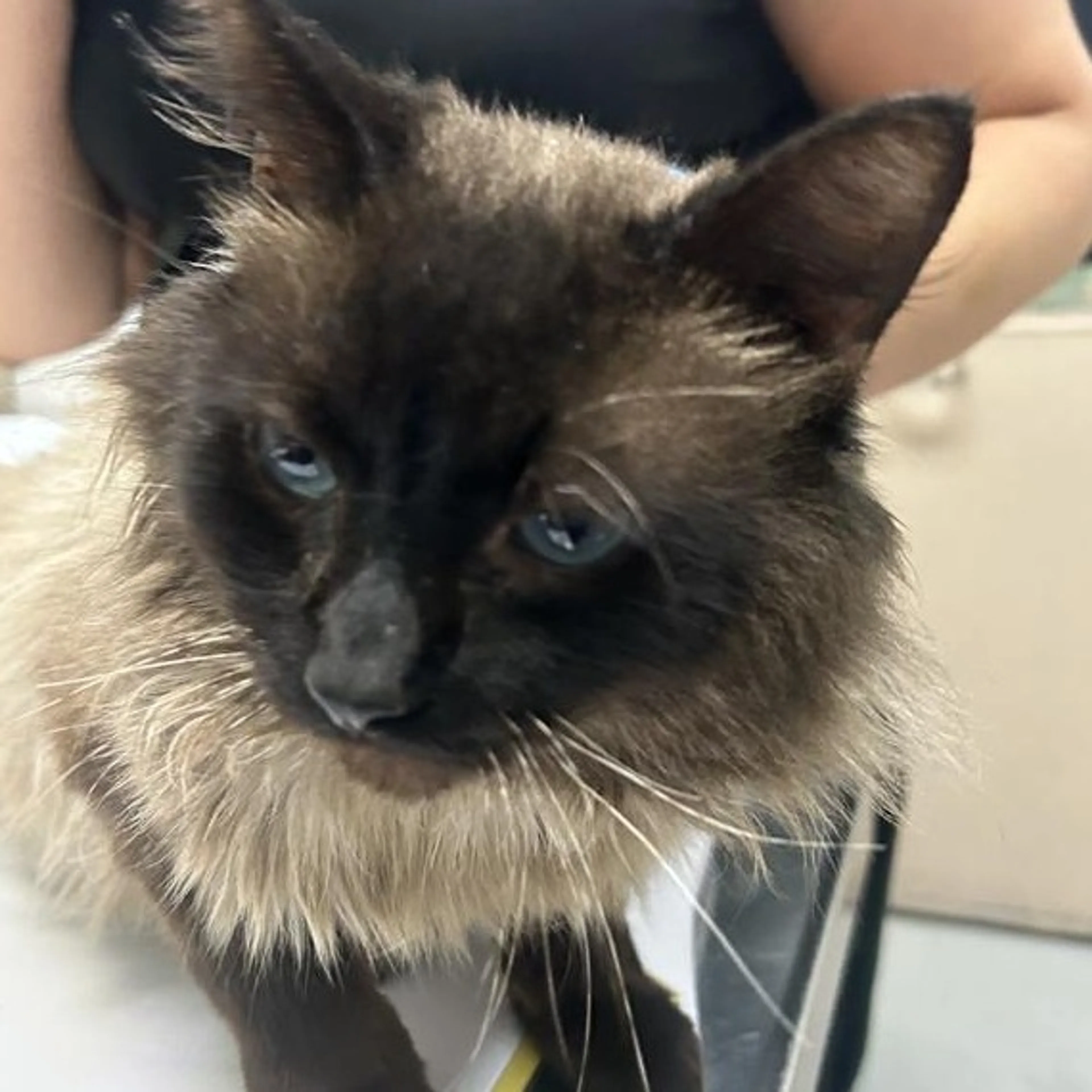 Found pet