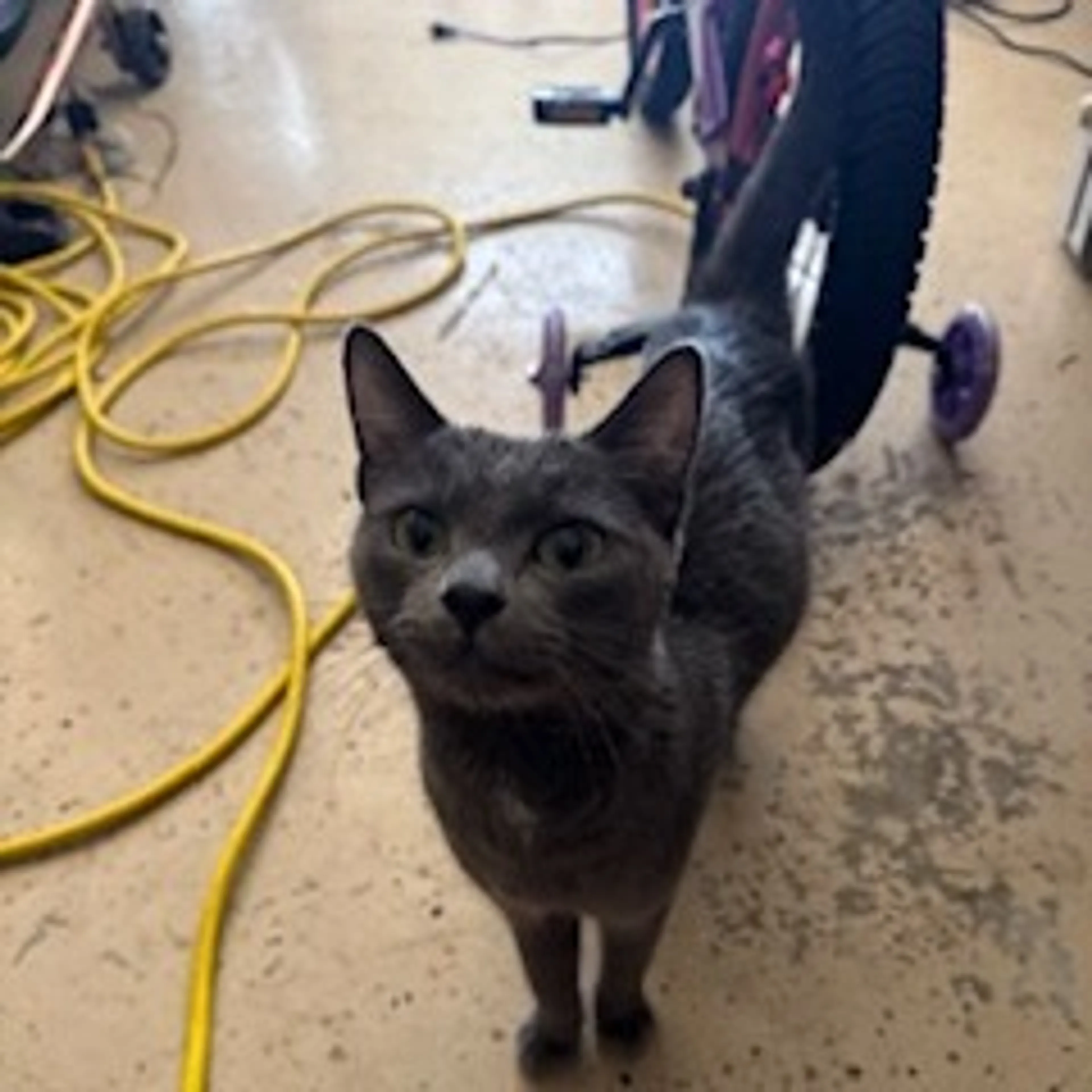 Found pet
