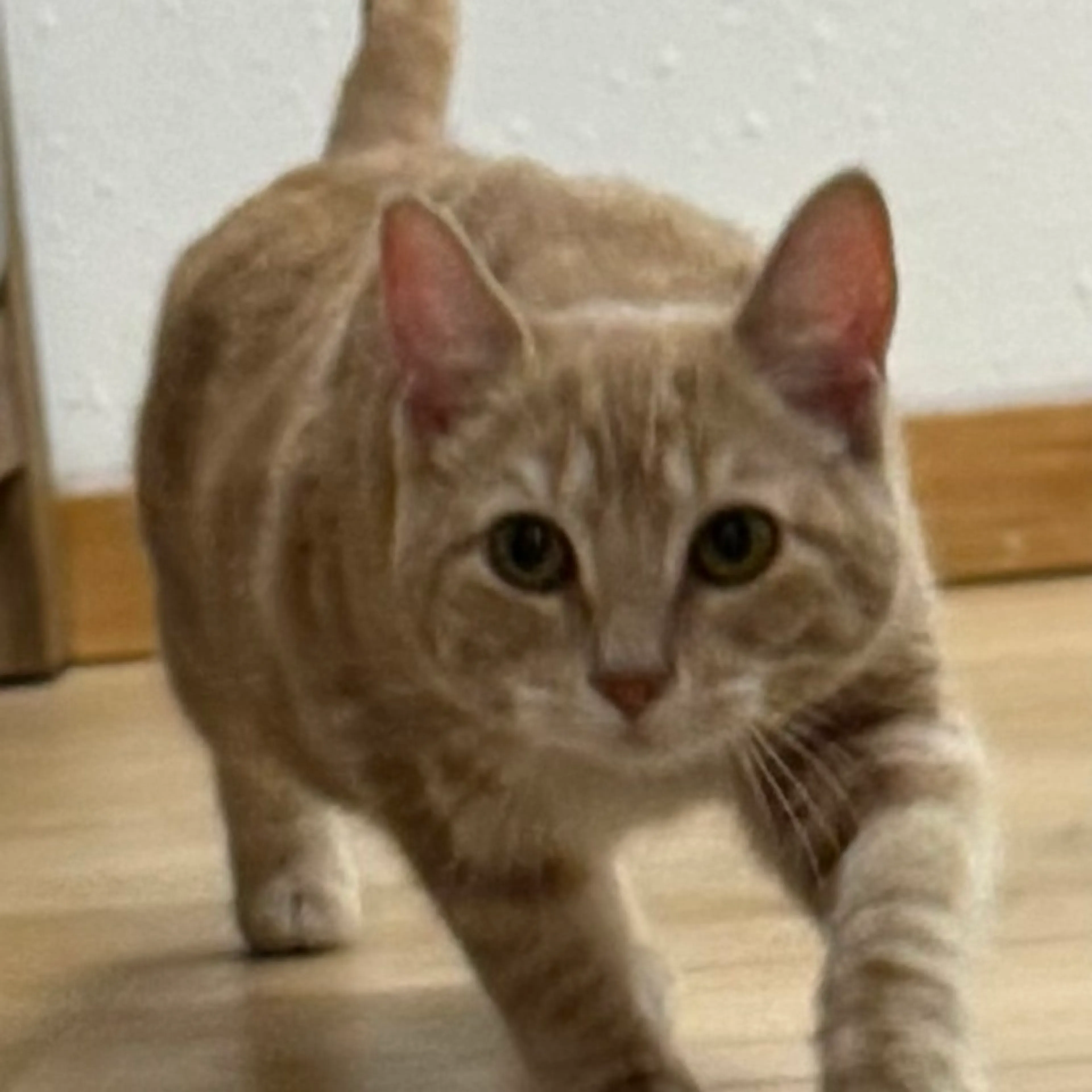 Found pet