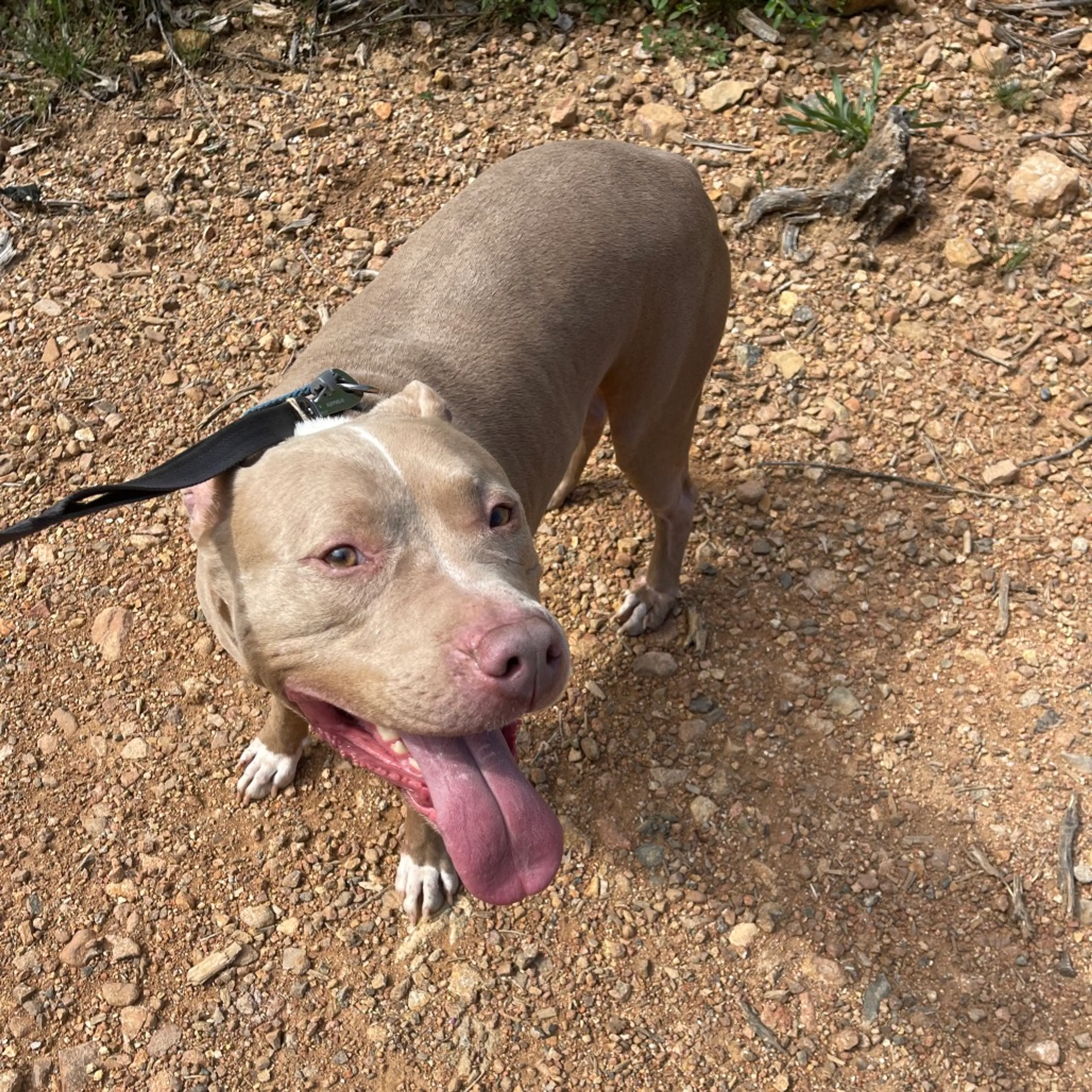 Found pet-2