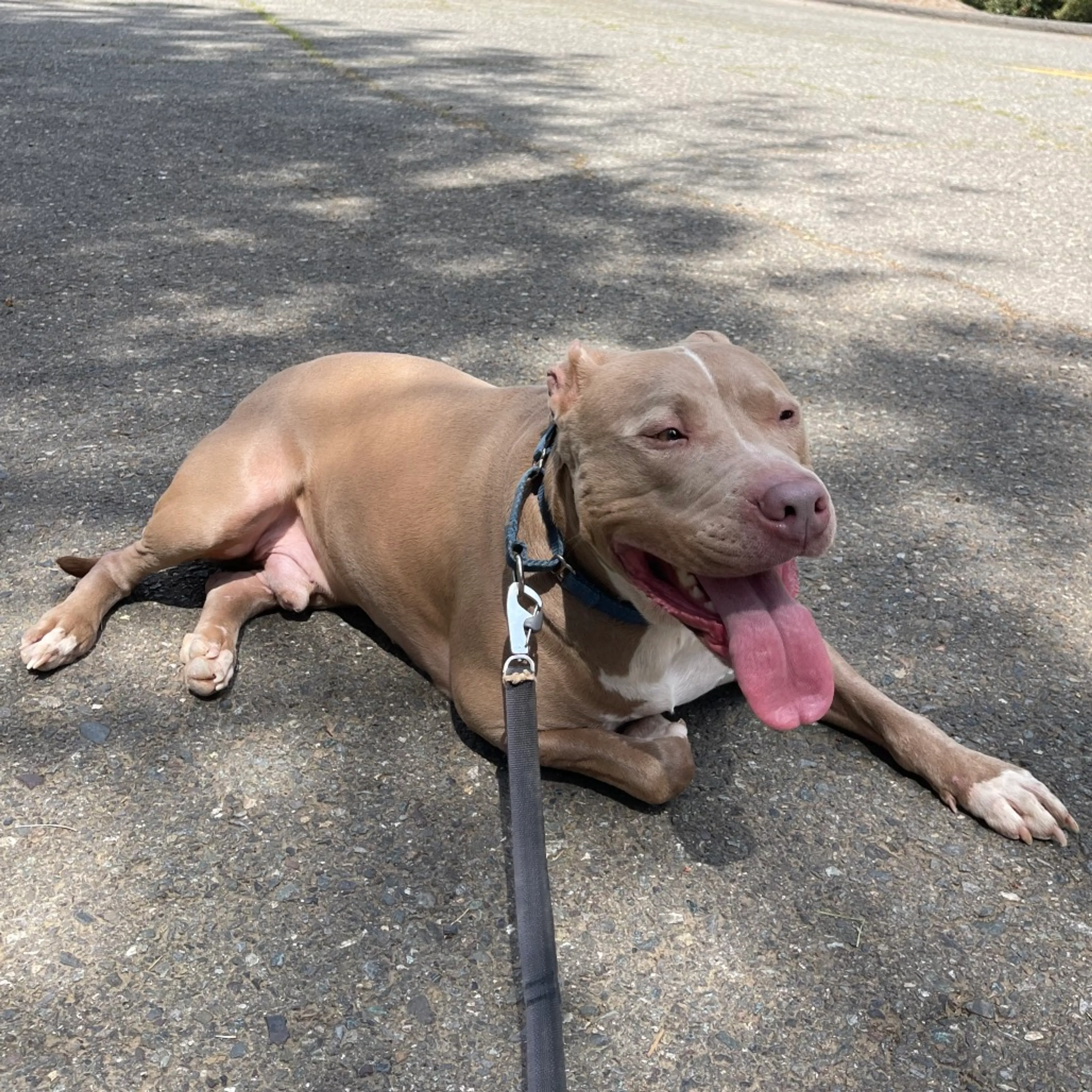 Found pet-3