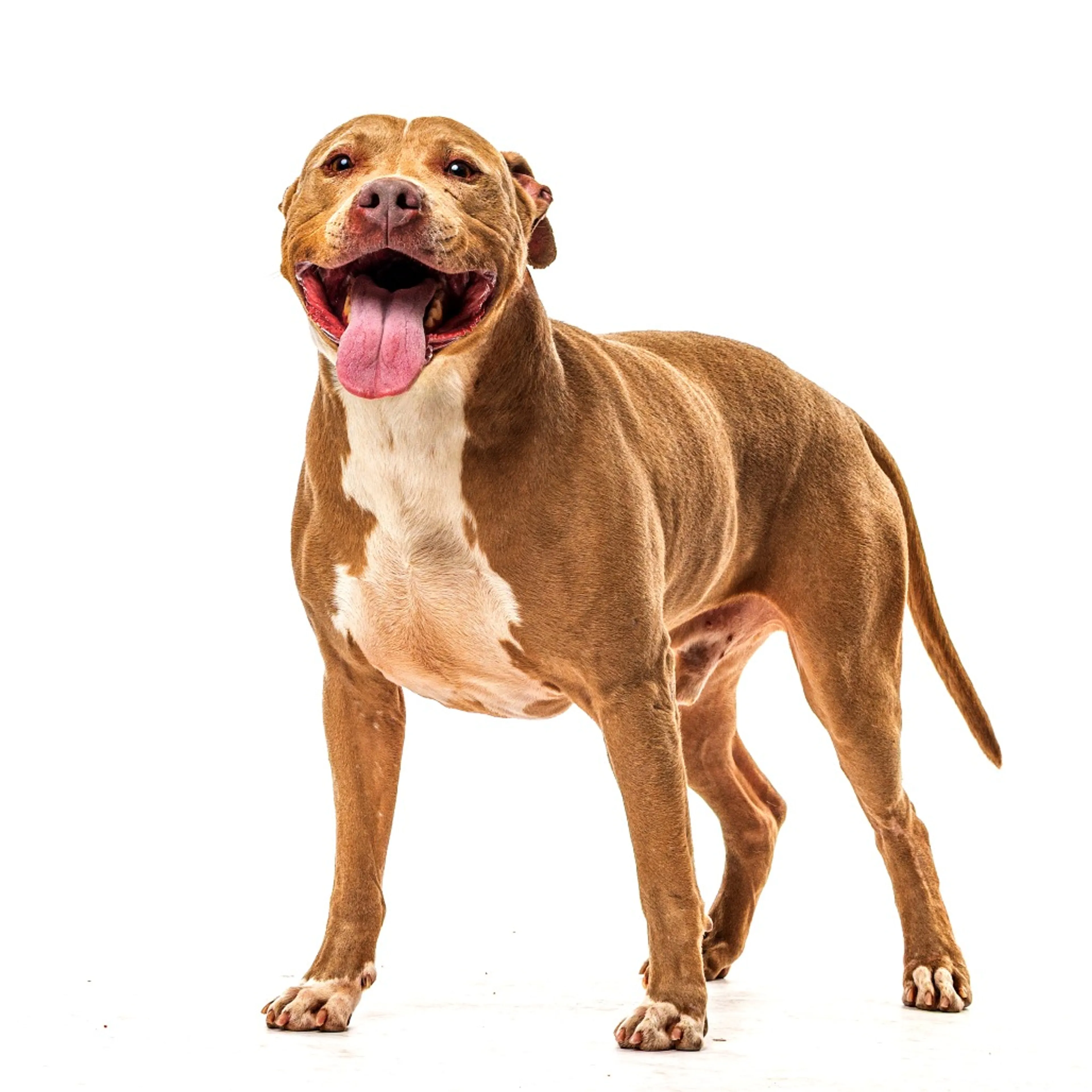 Found pet-5