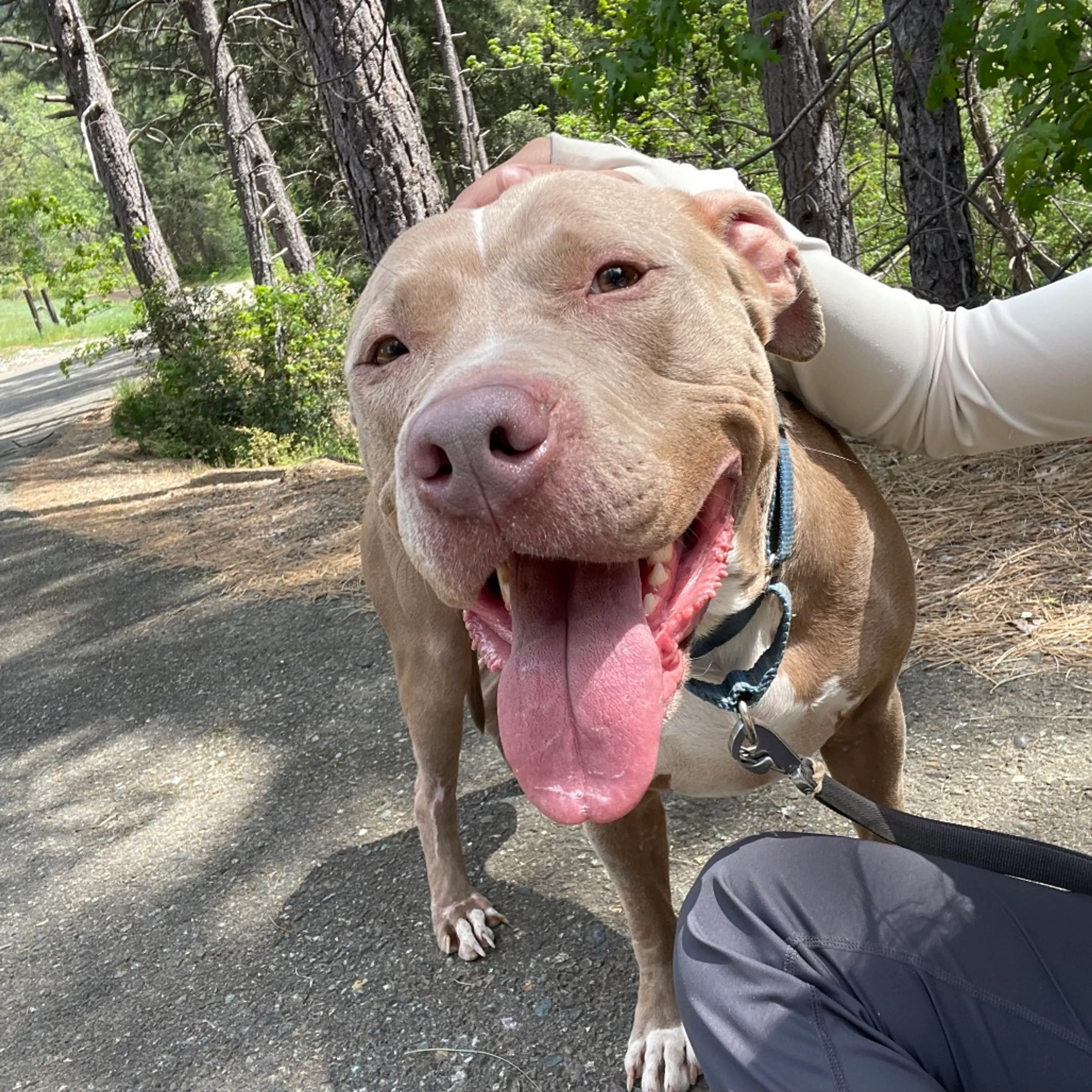 Found pet-4