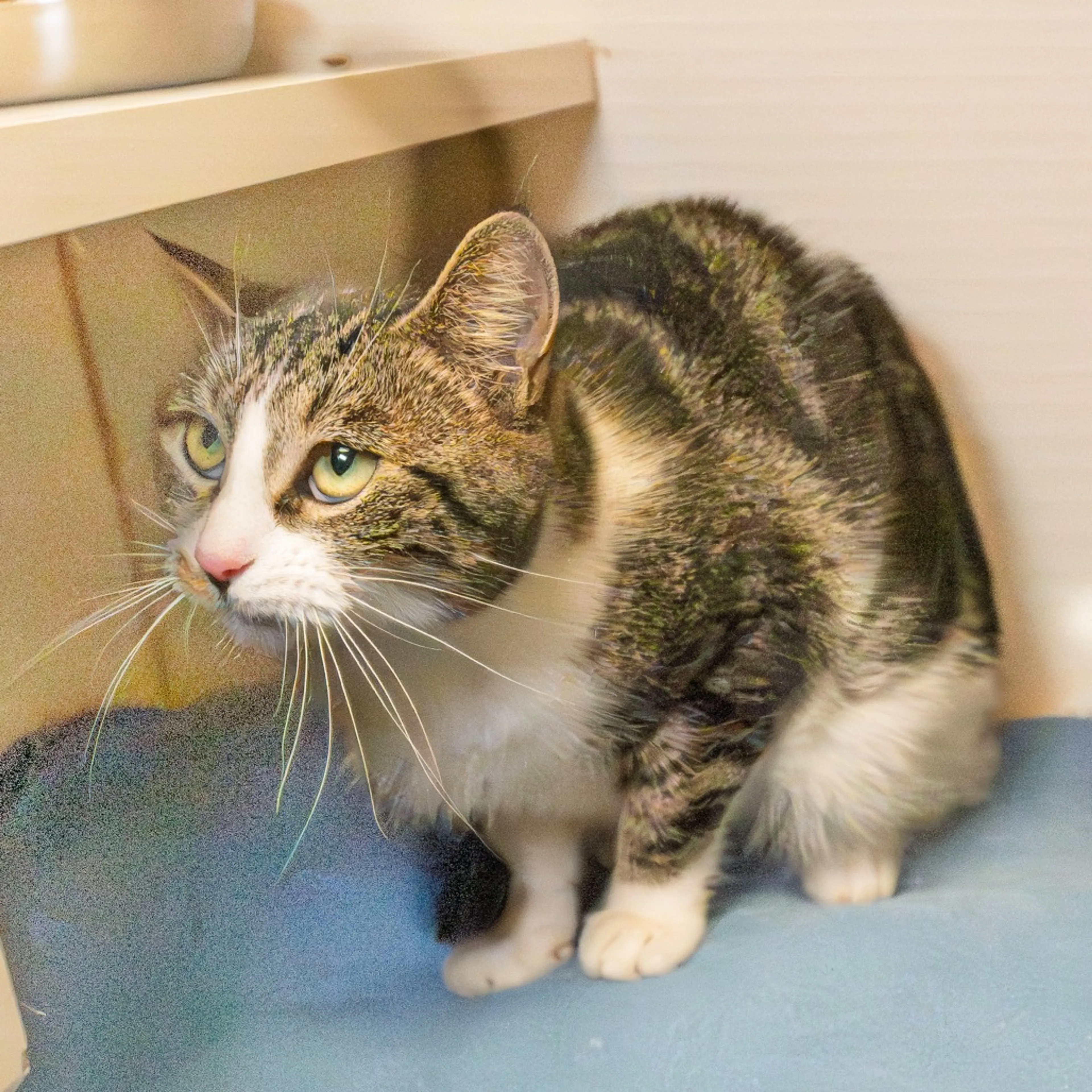 Found pet-2