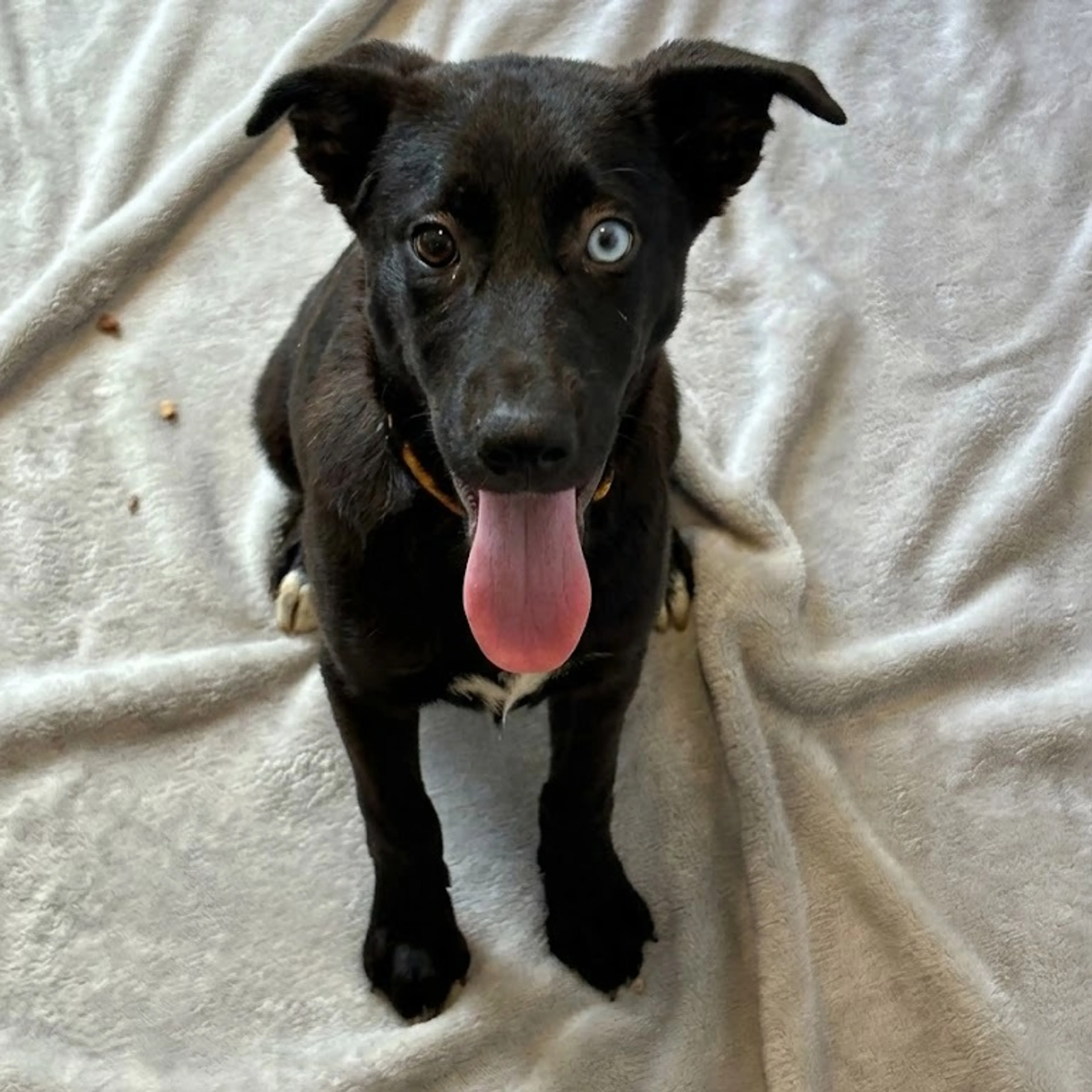 Found pet