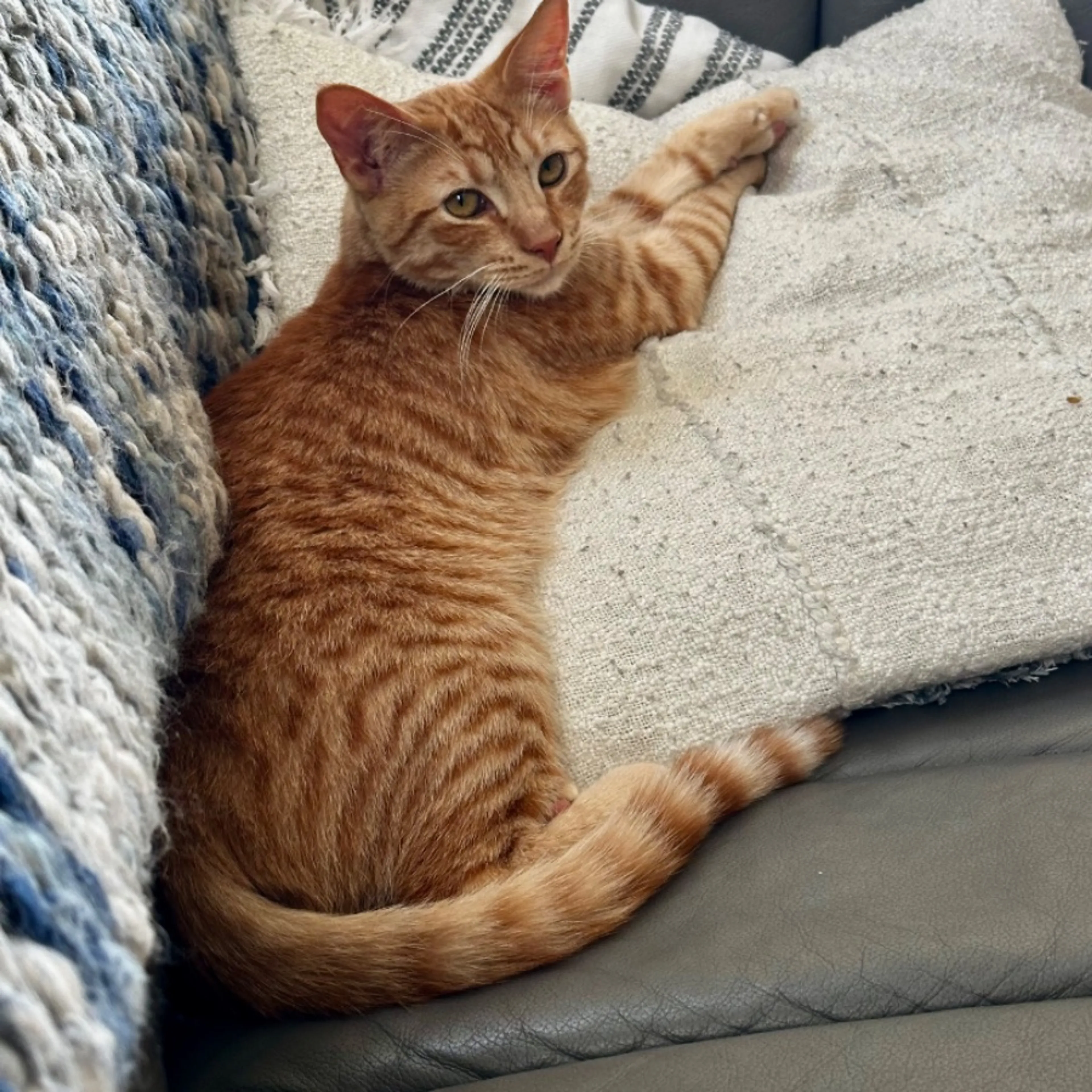 Lost pet