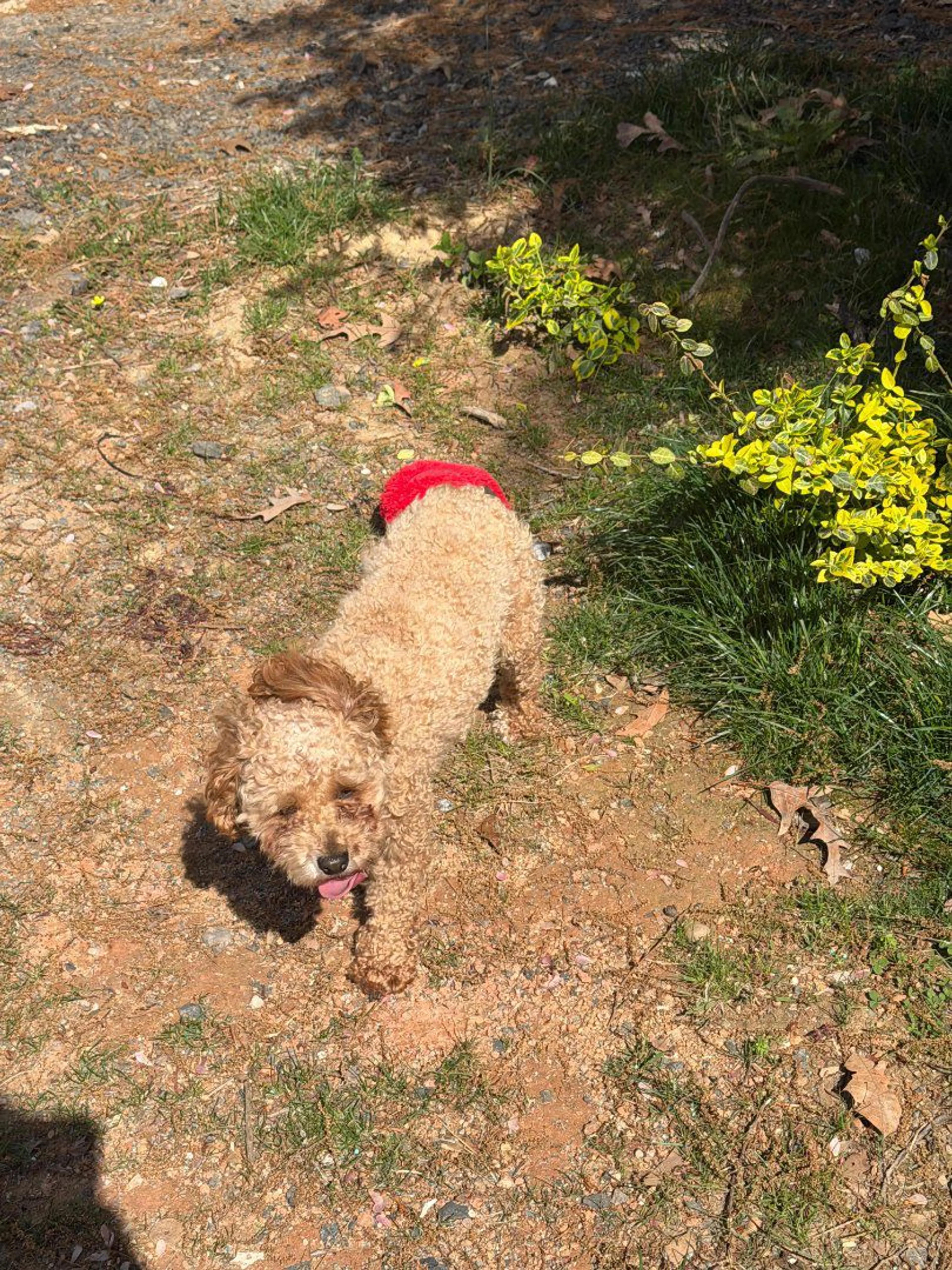 Lost pet-1