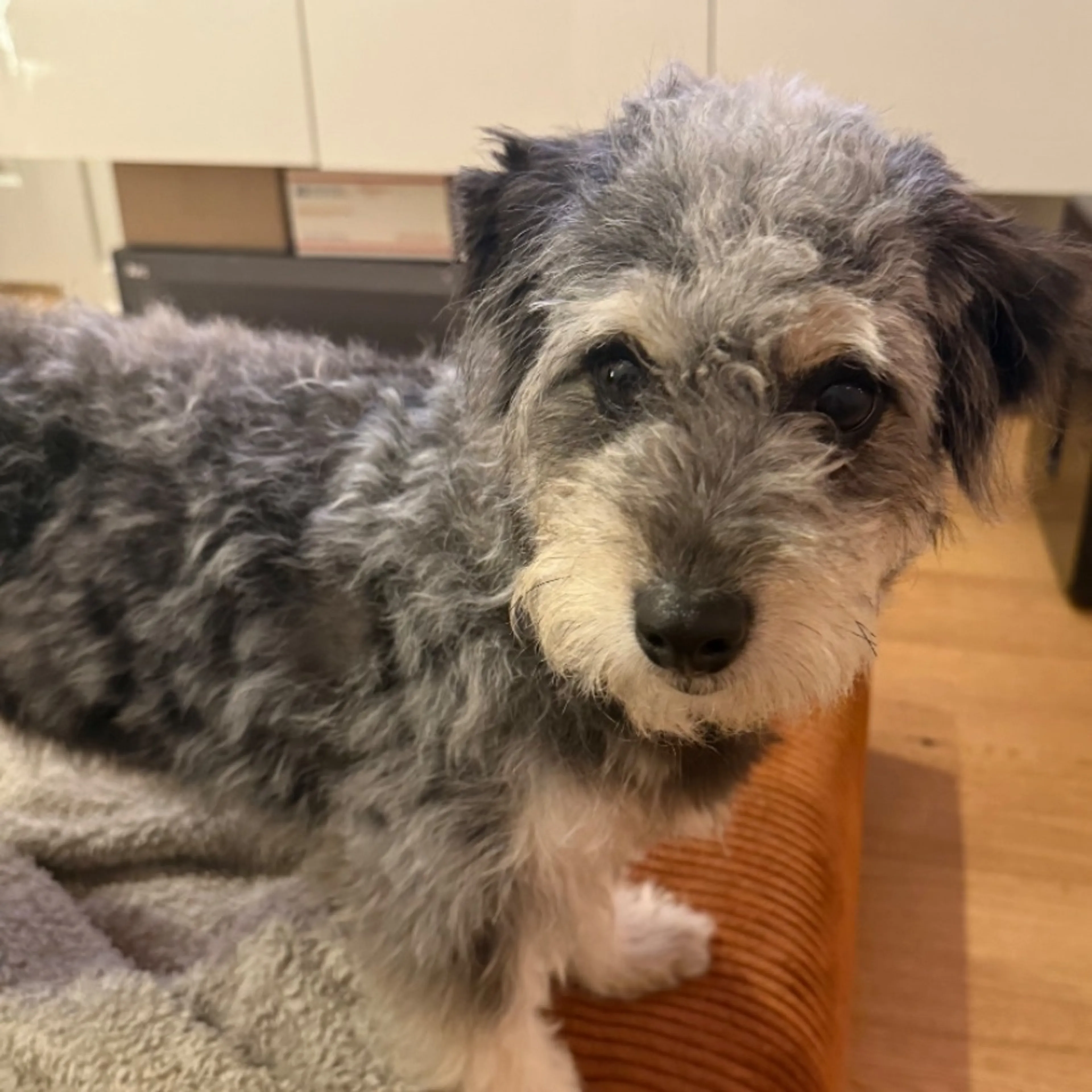 Found pet