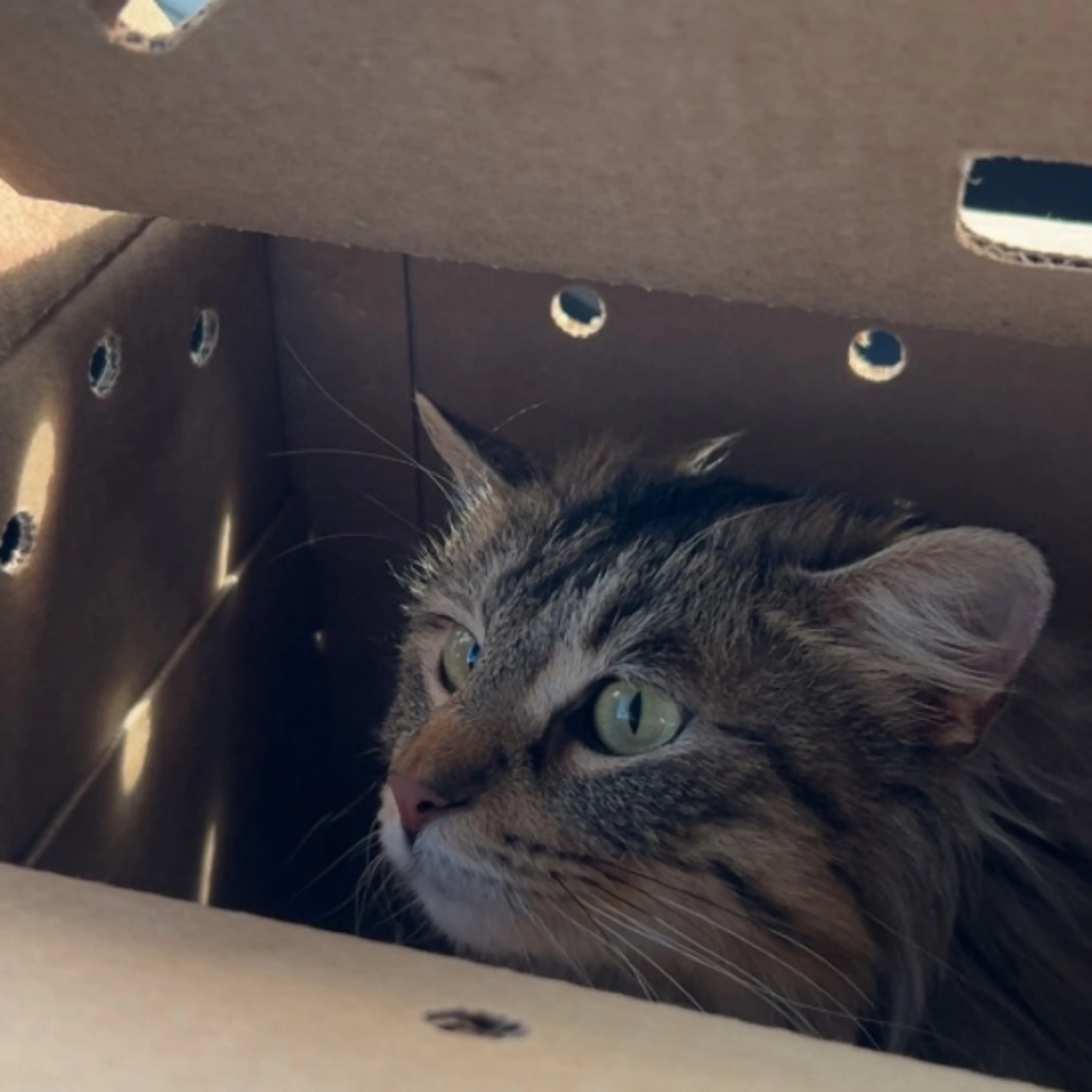 Lost pet