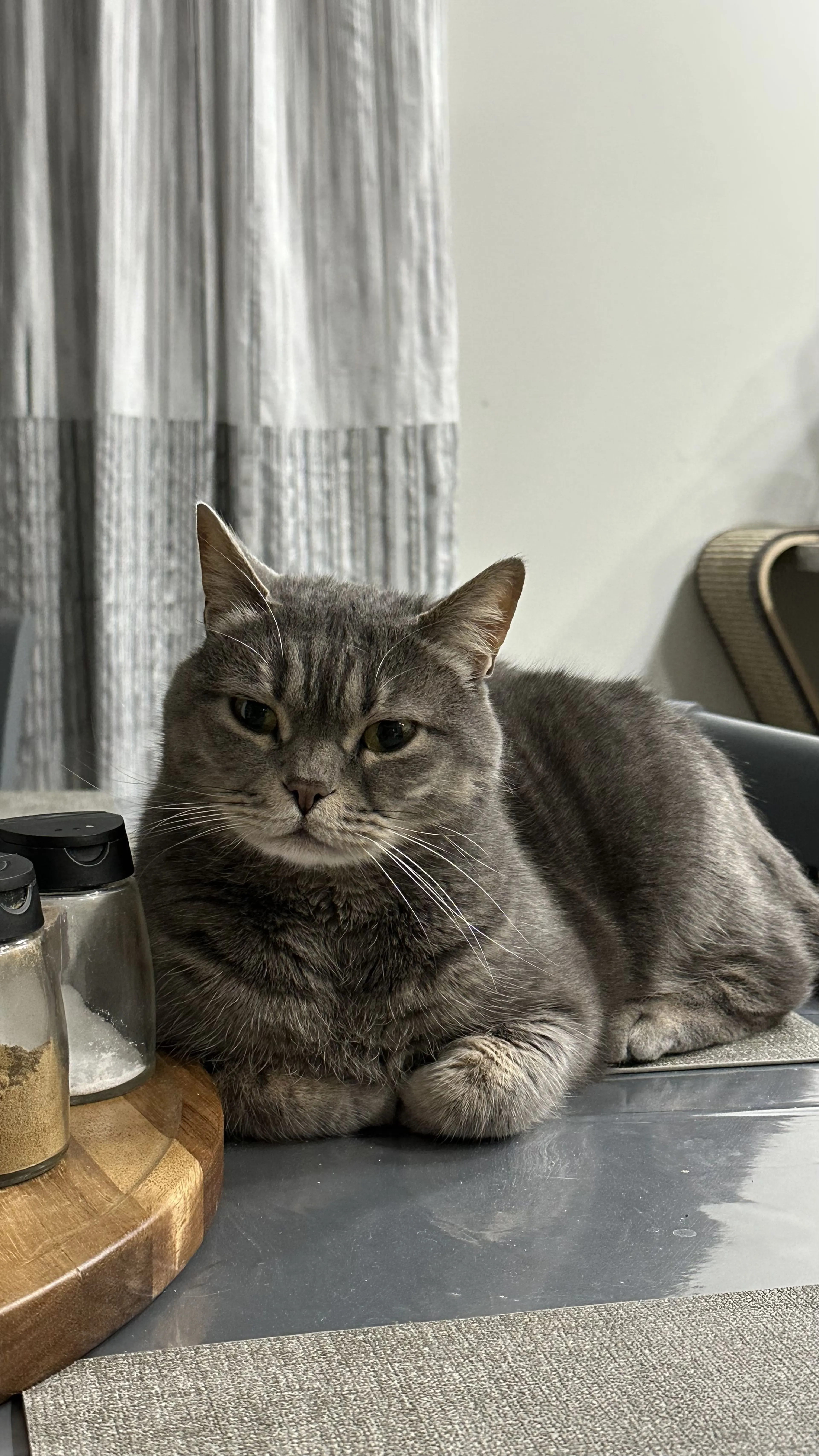 Lost pet-2