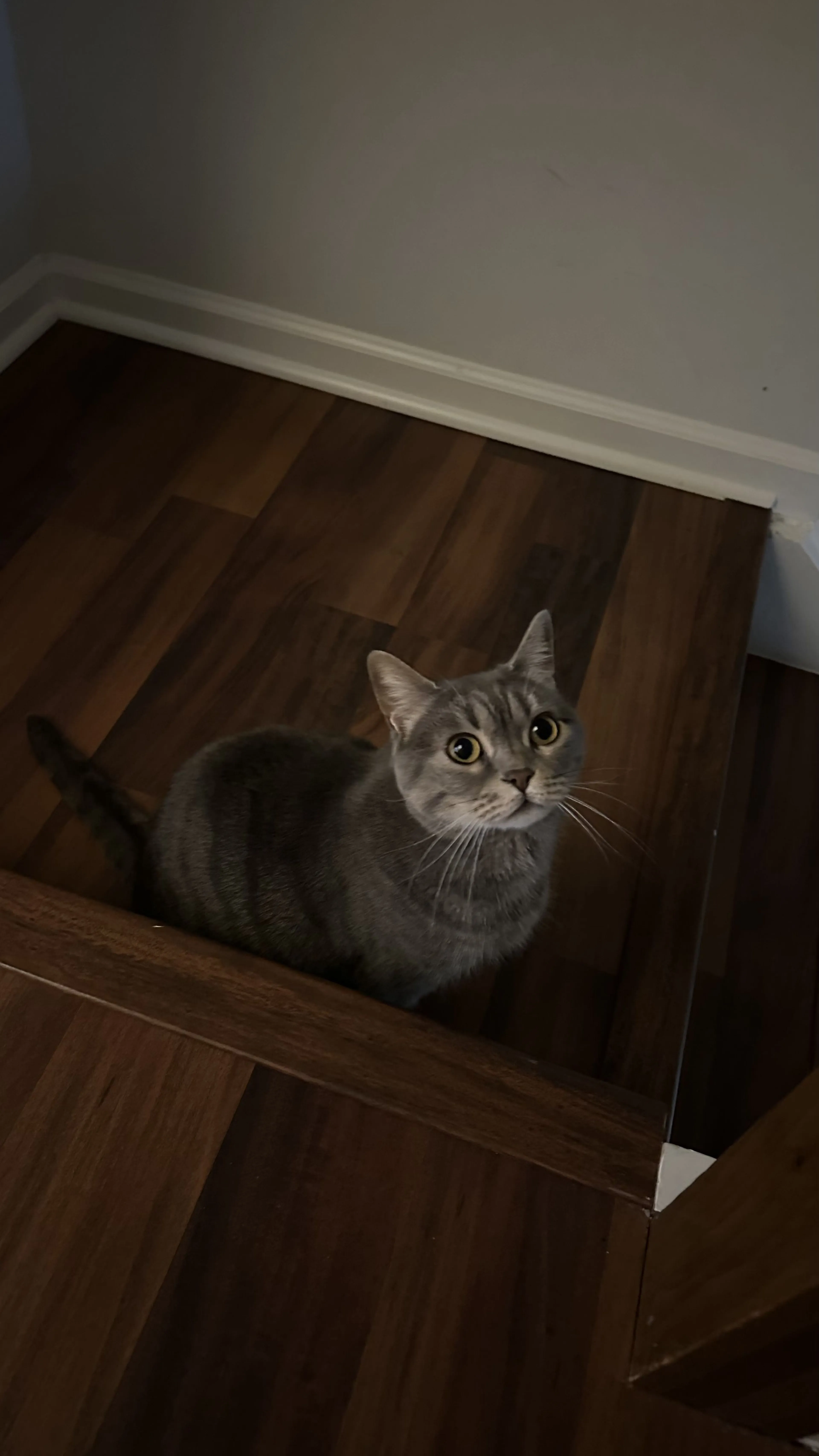 Lost pet-0