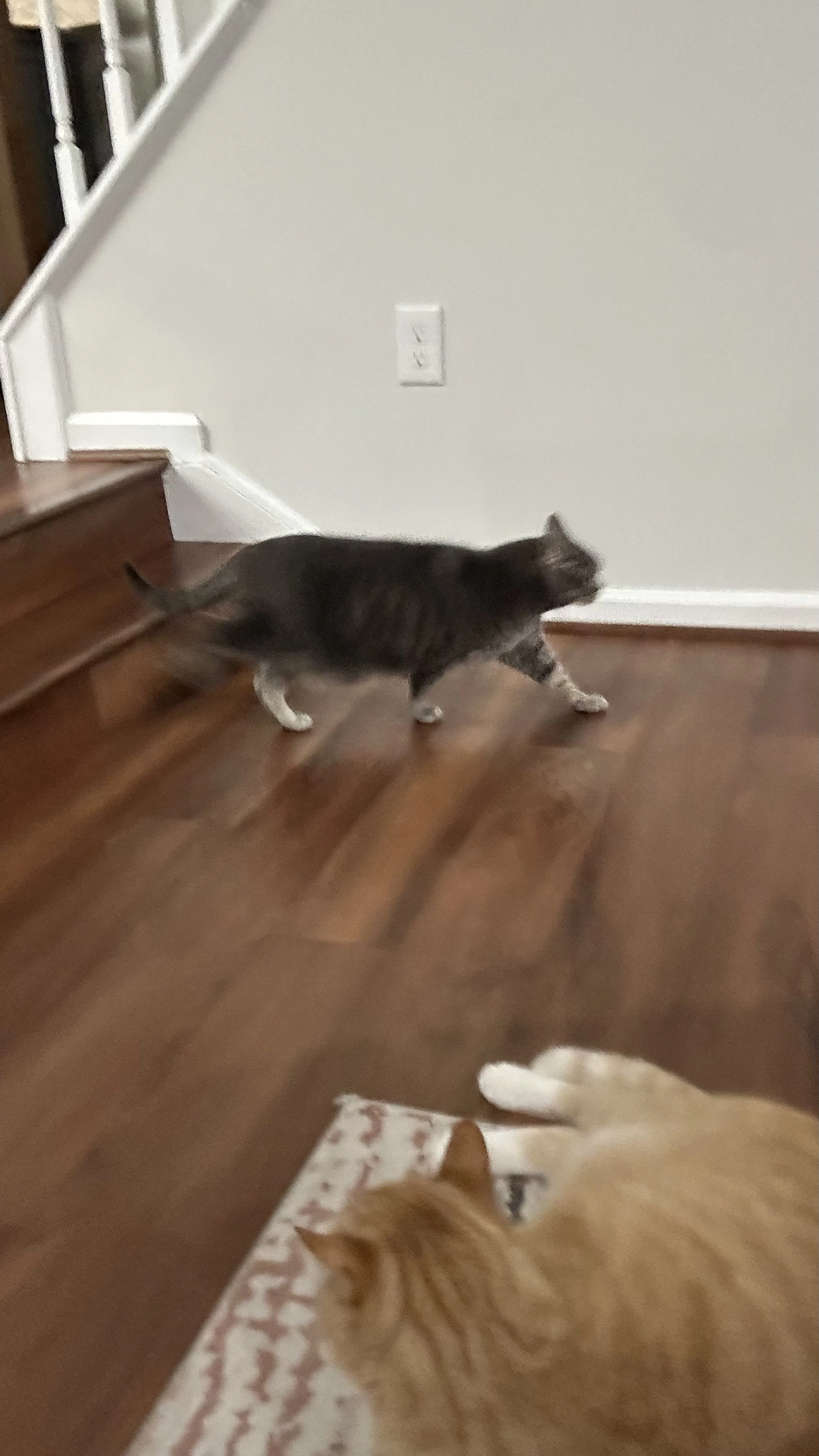 Lost pet-1