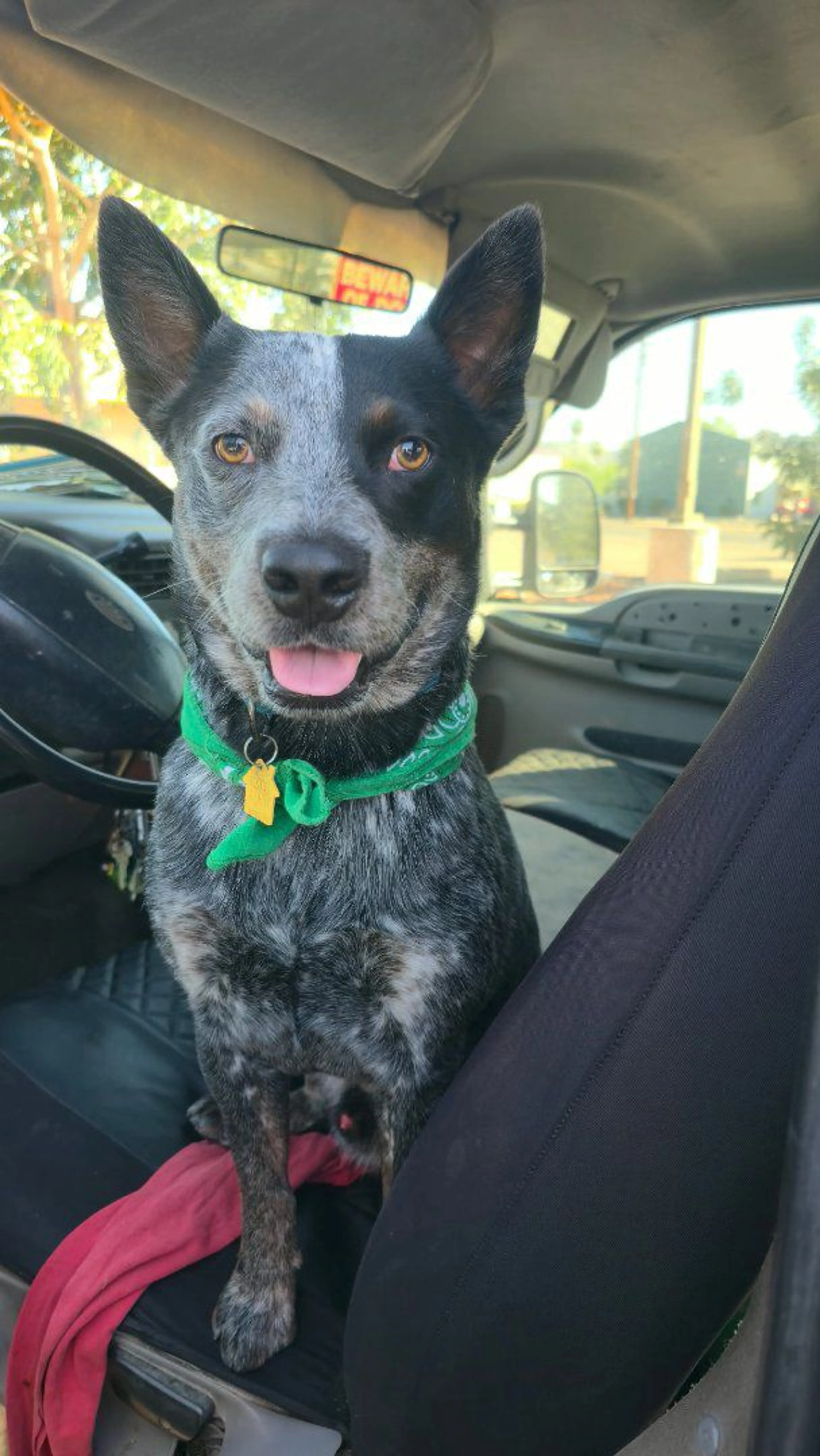 Lost pet-1