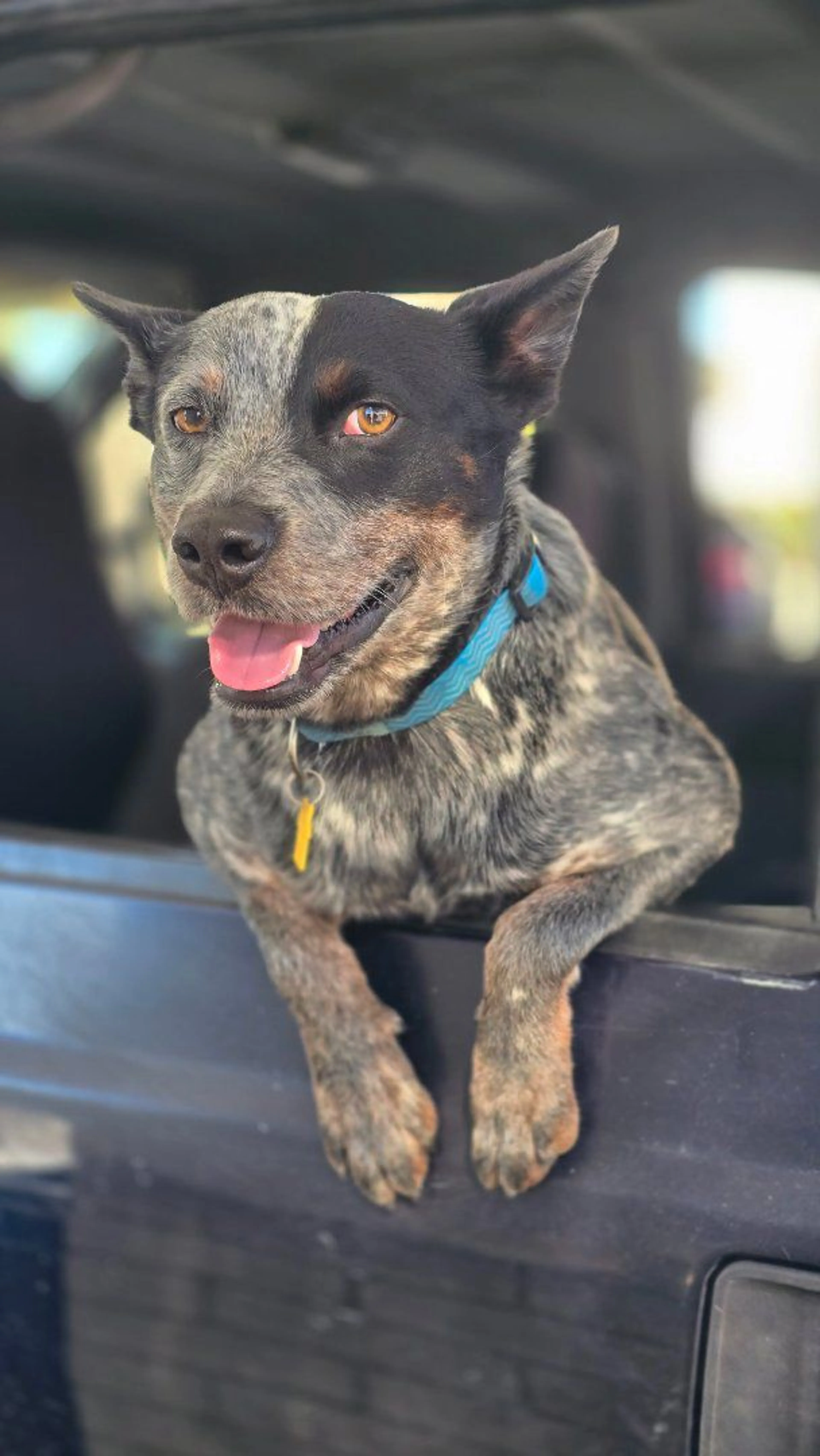 Lost pet-0