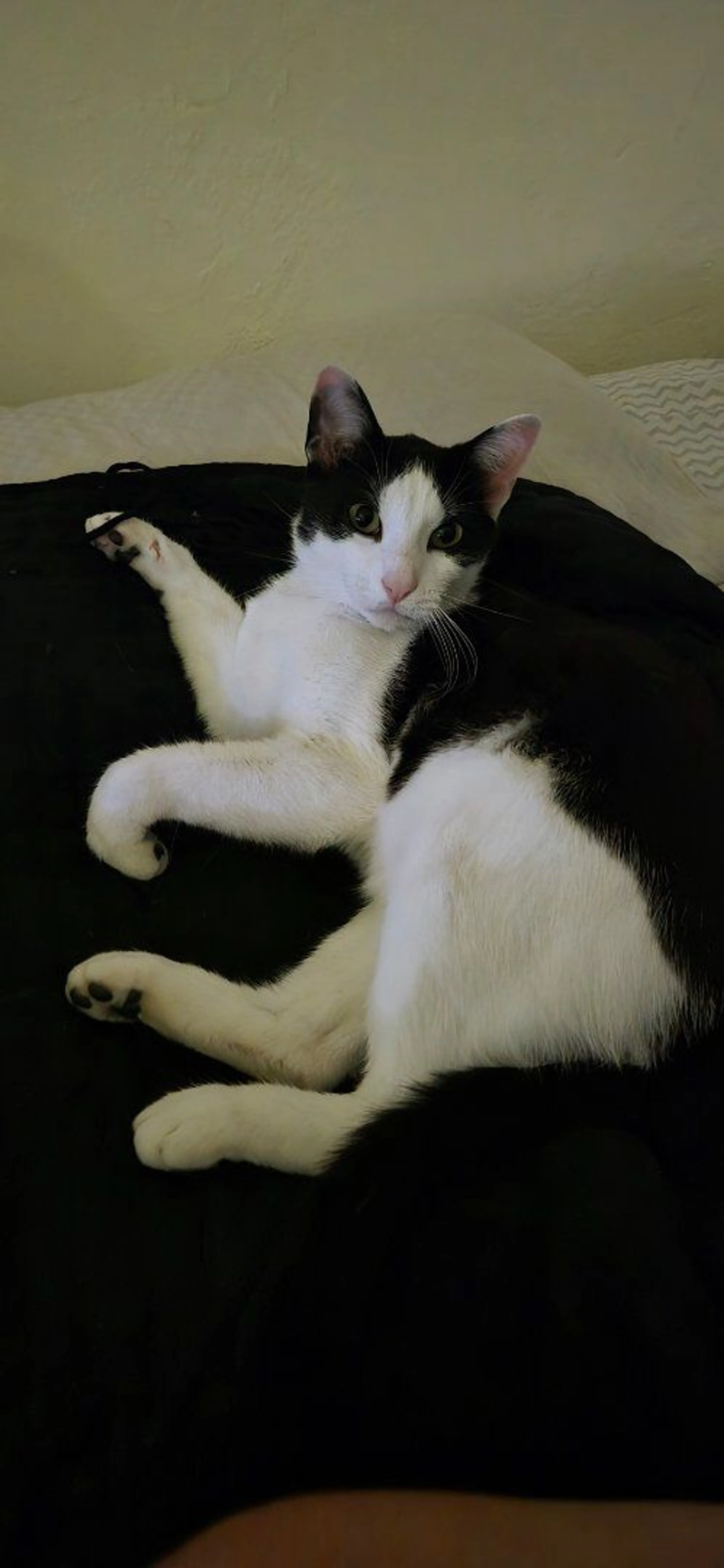 Lost pet