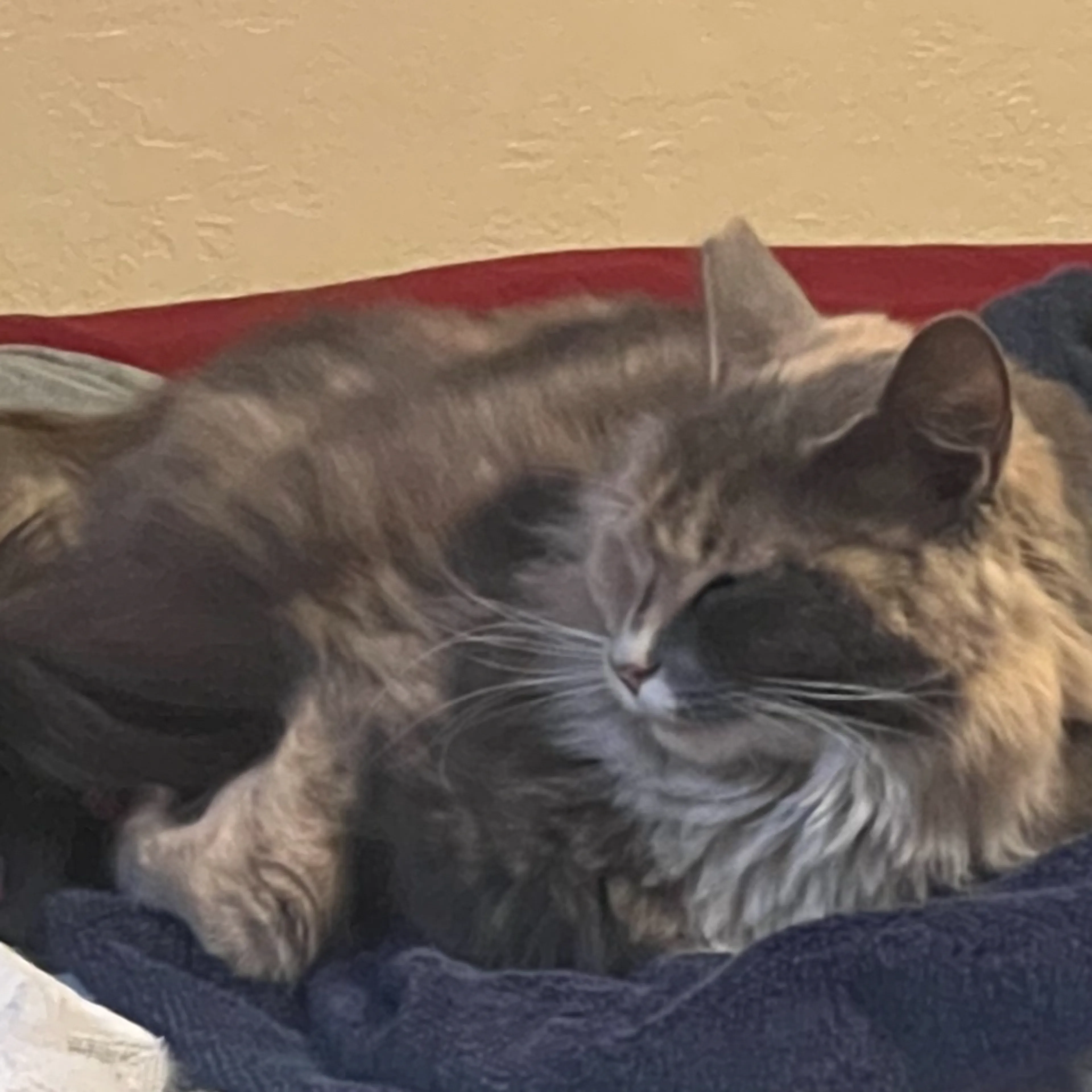 Lost pet-1