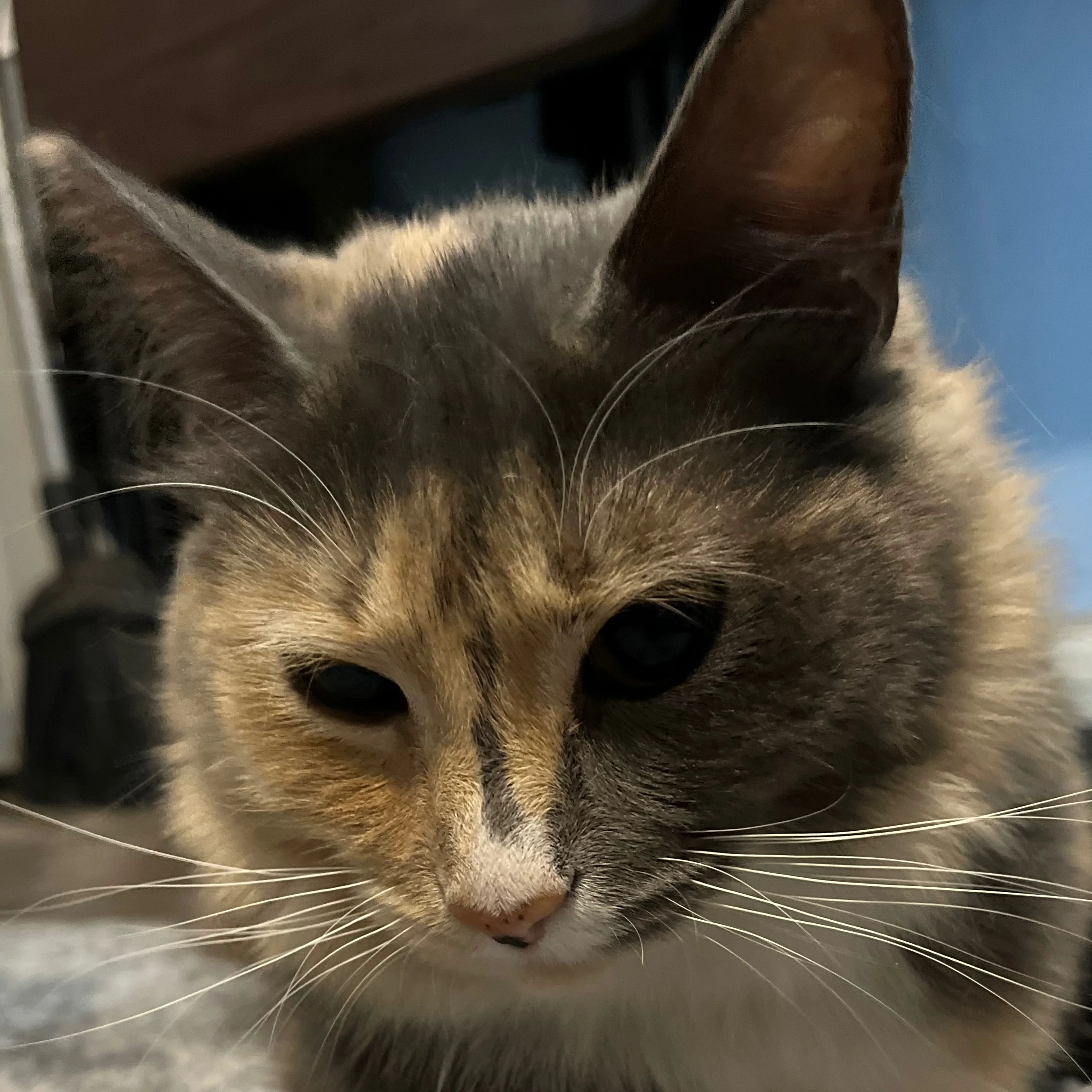Lost pet-2