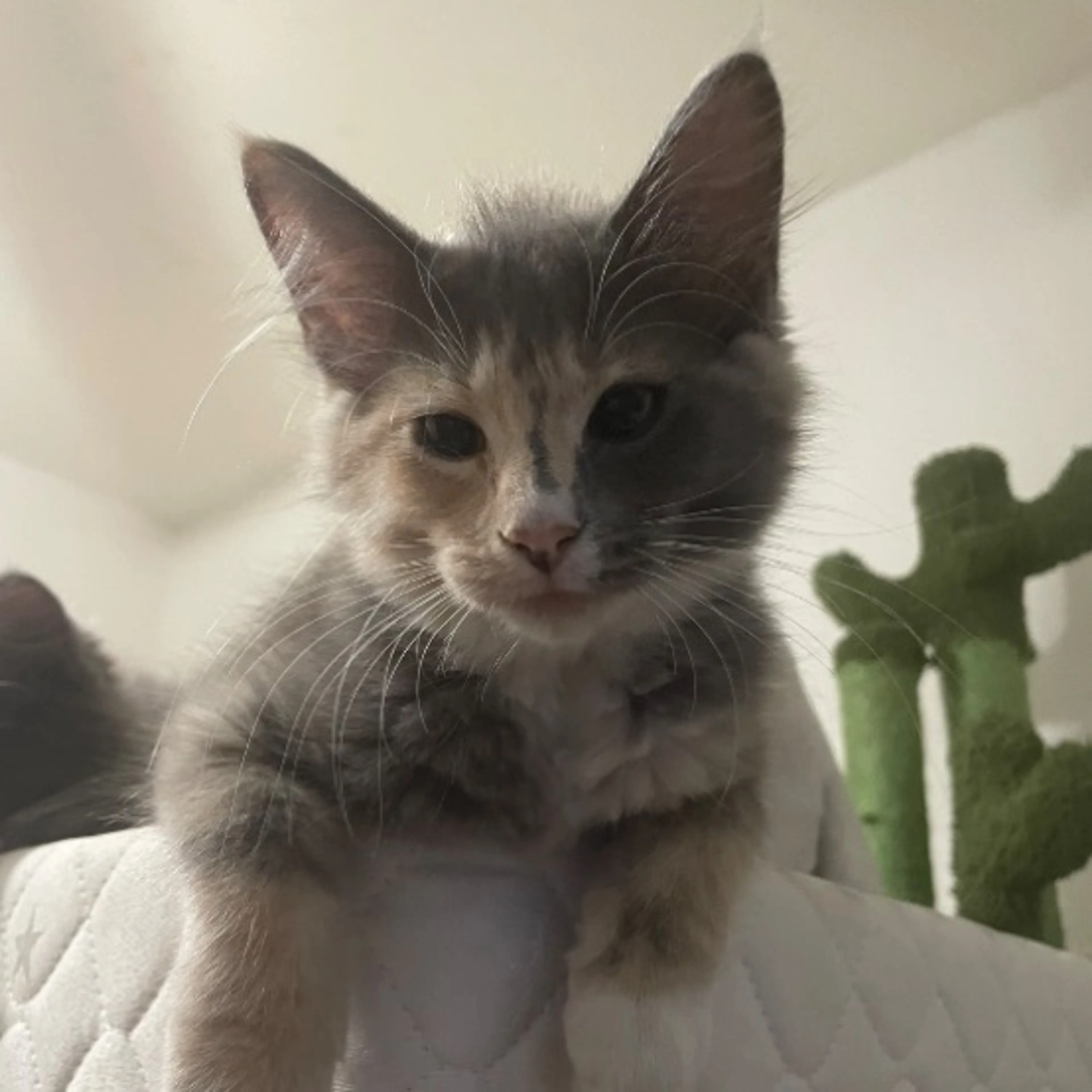 Lost pet-0