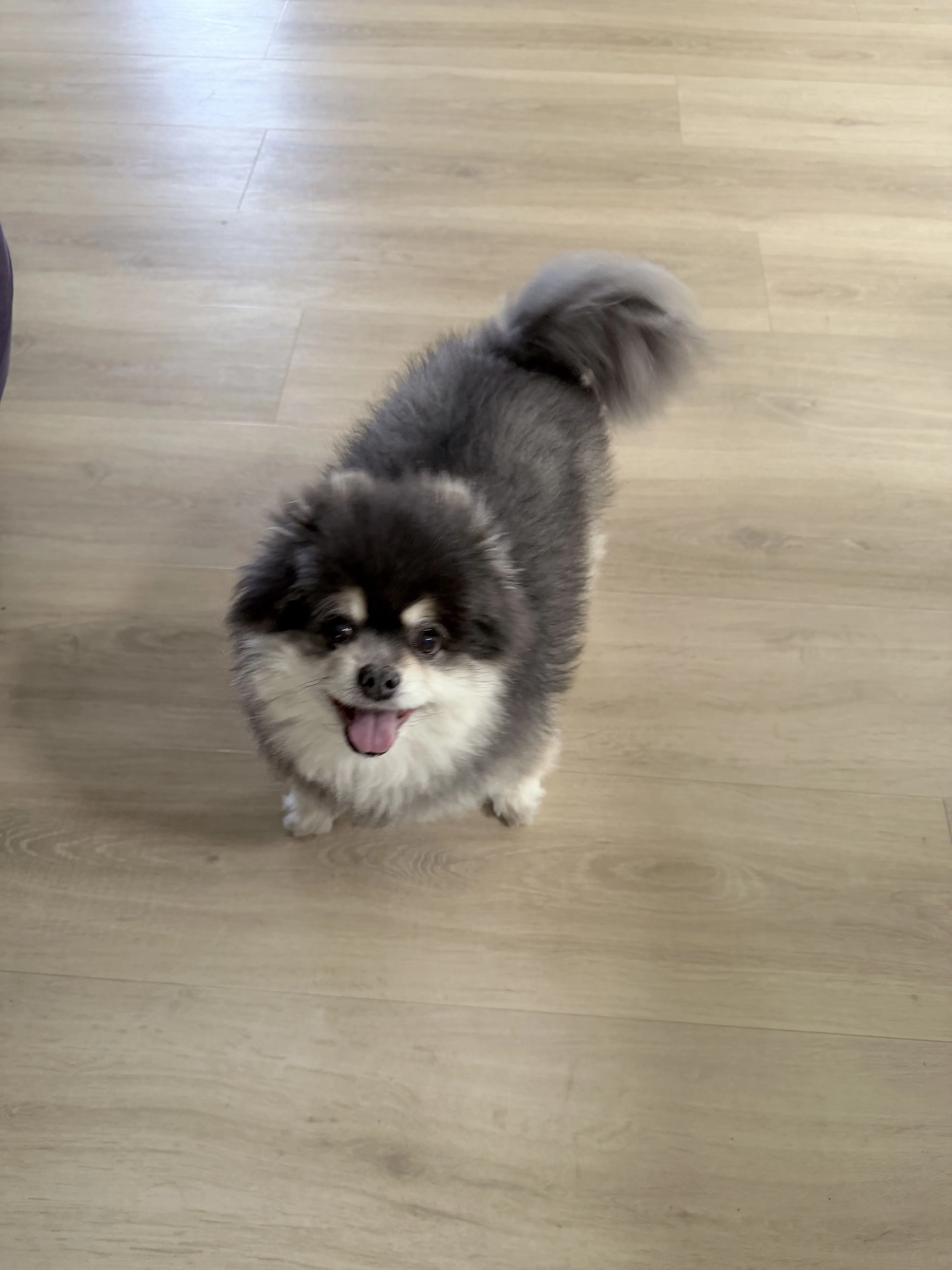 Lost pet-1