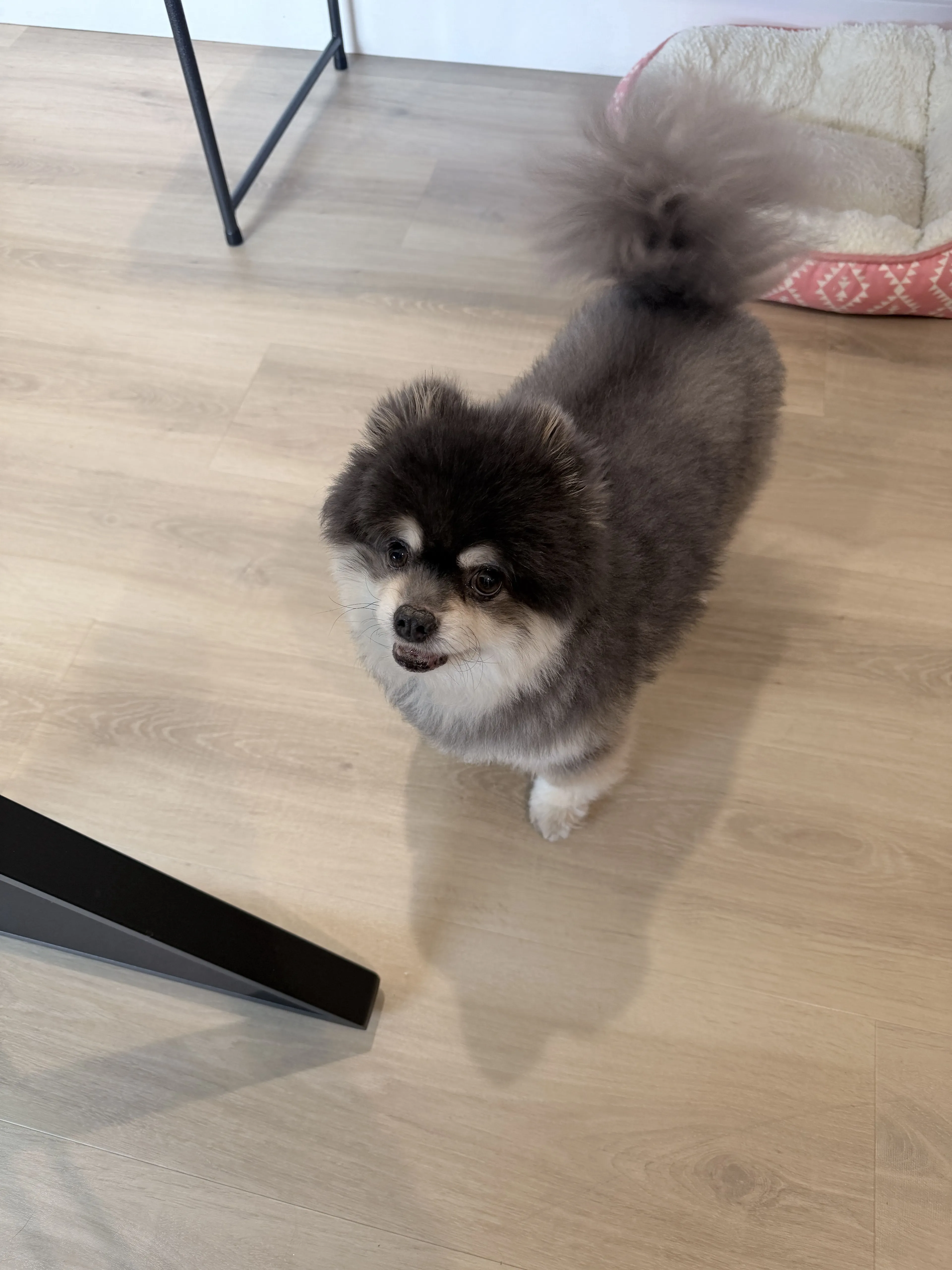 Lost pet-0
