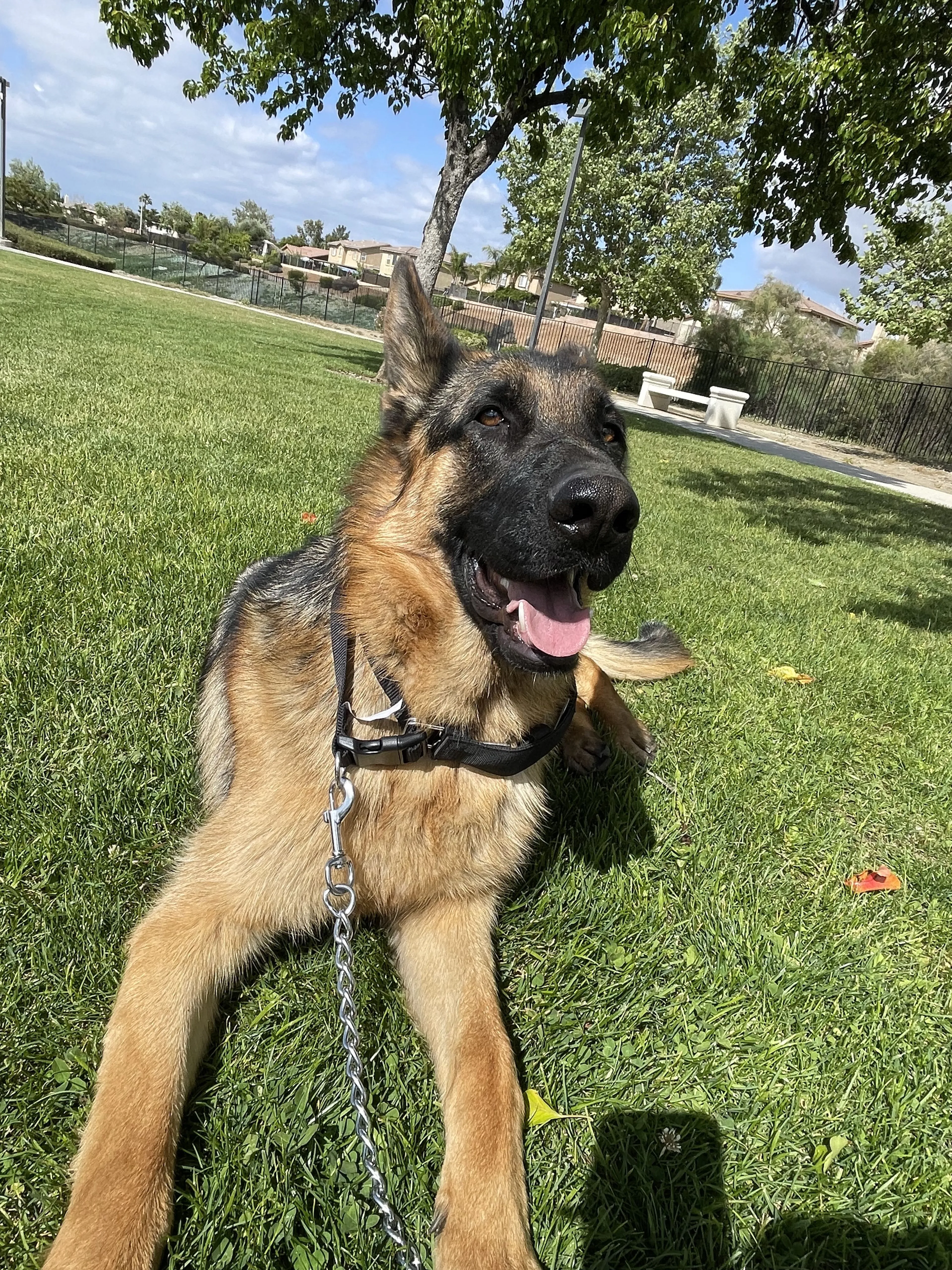 Lost pet