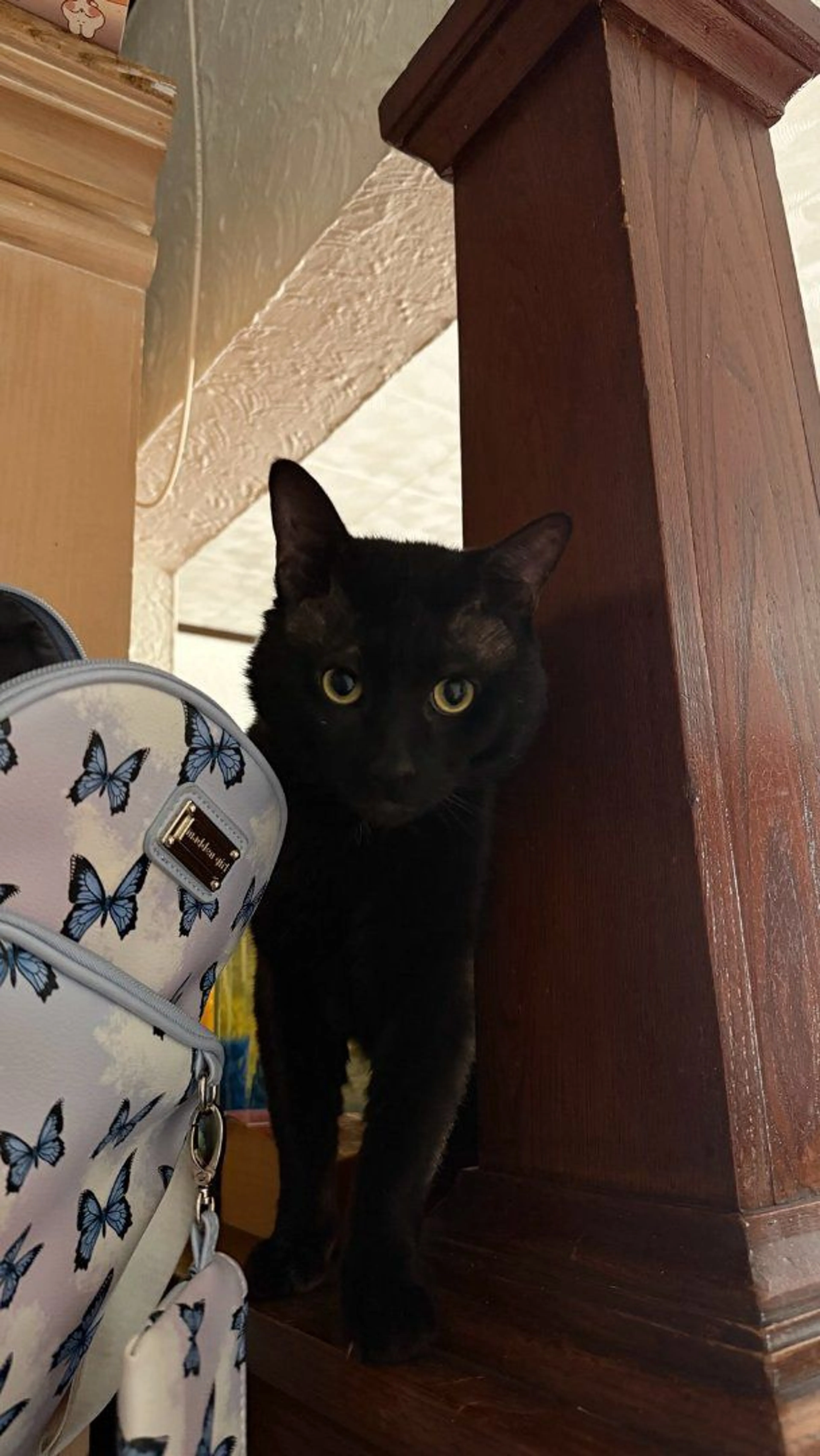 Lost pet-1