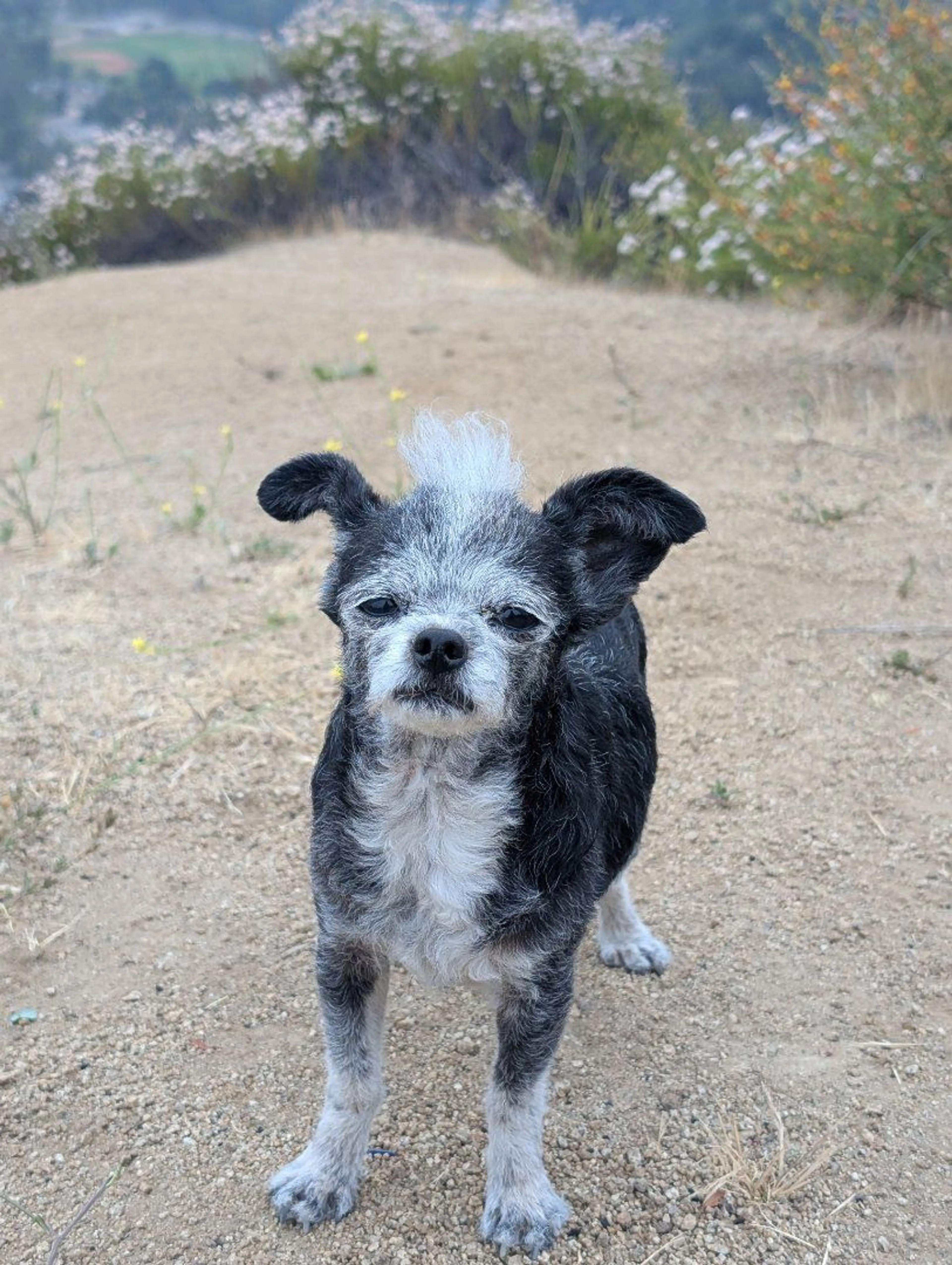 Lost pet