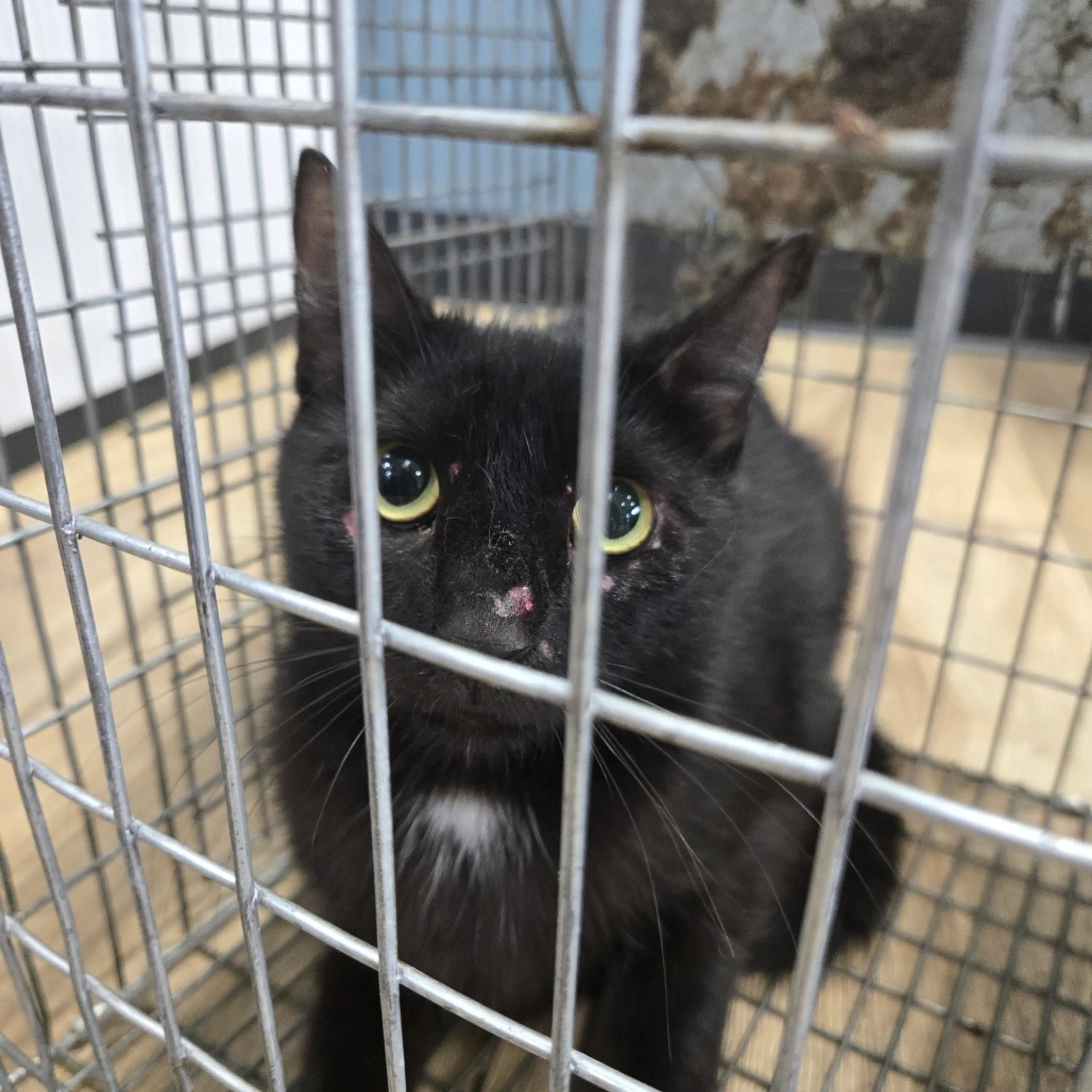 Found pet