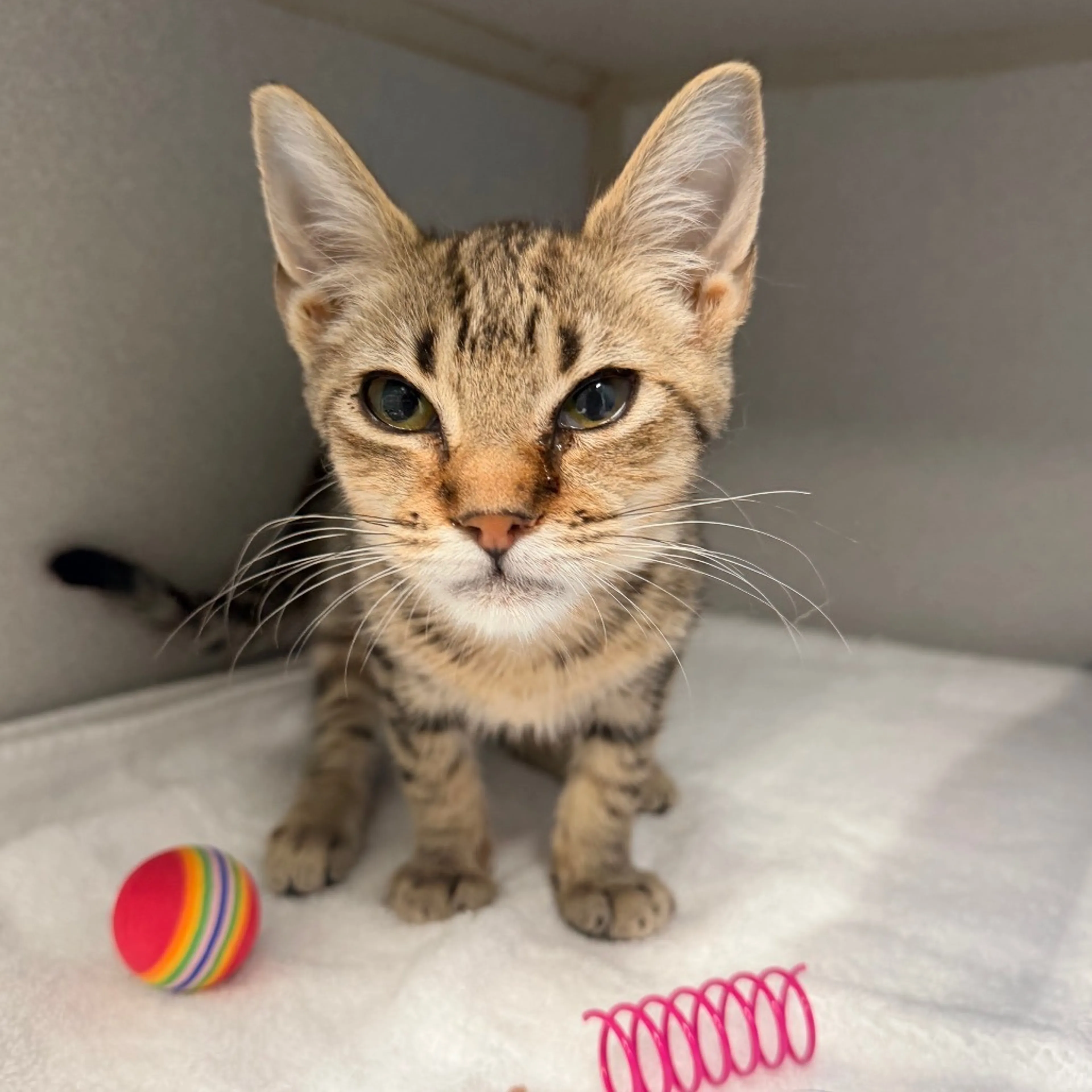 Found pet-1