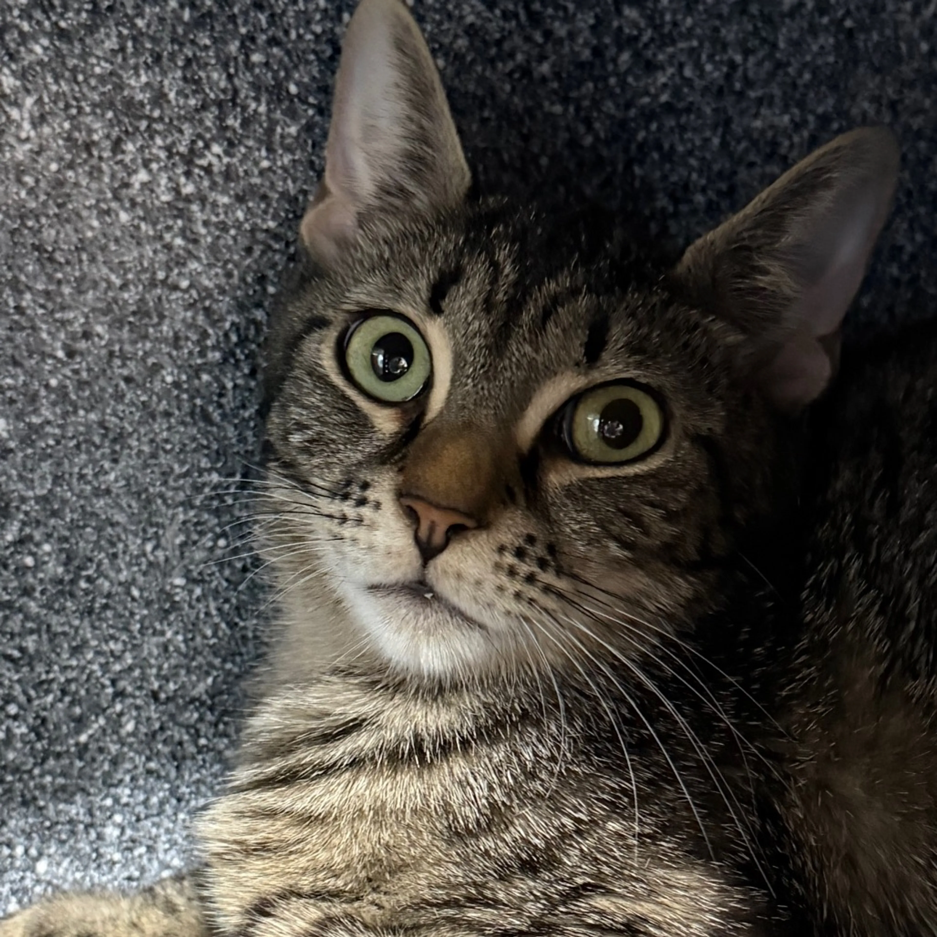 Found pet