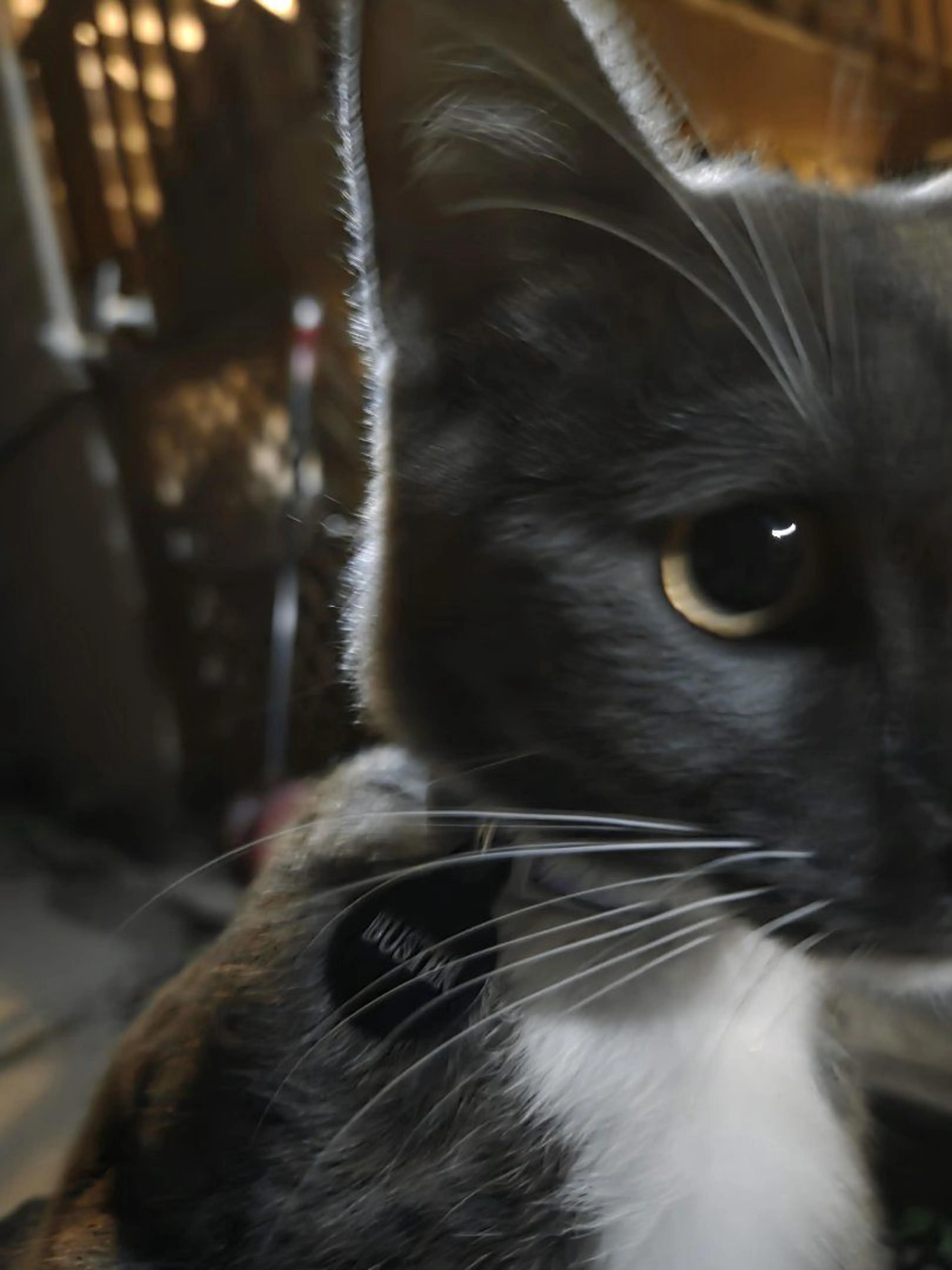 Lost pet-2