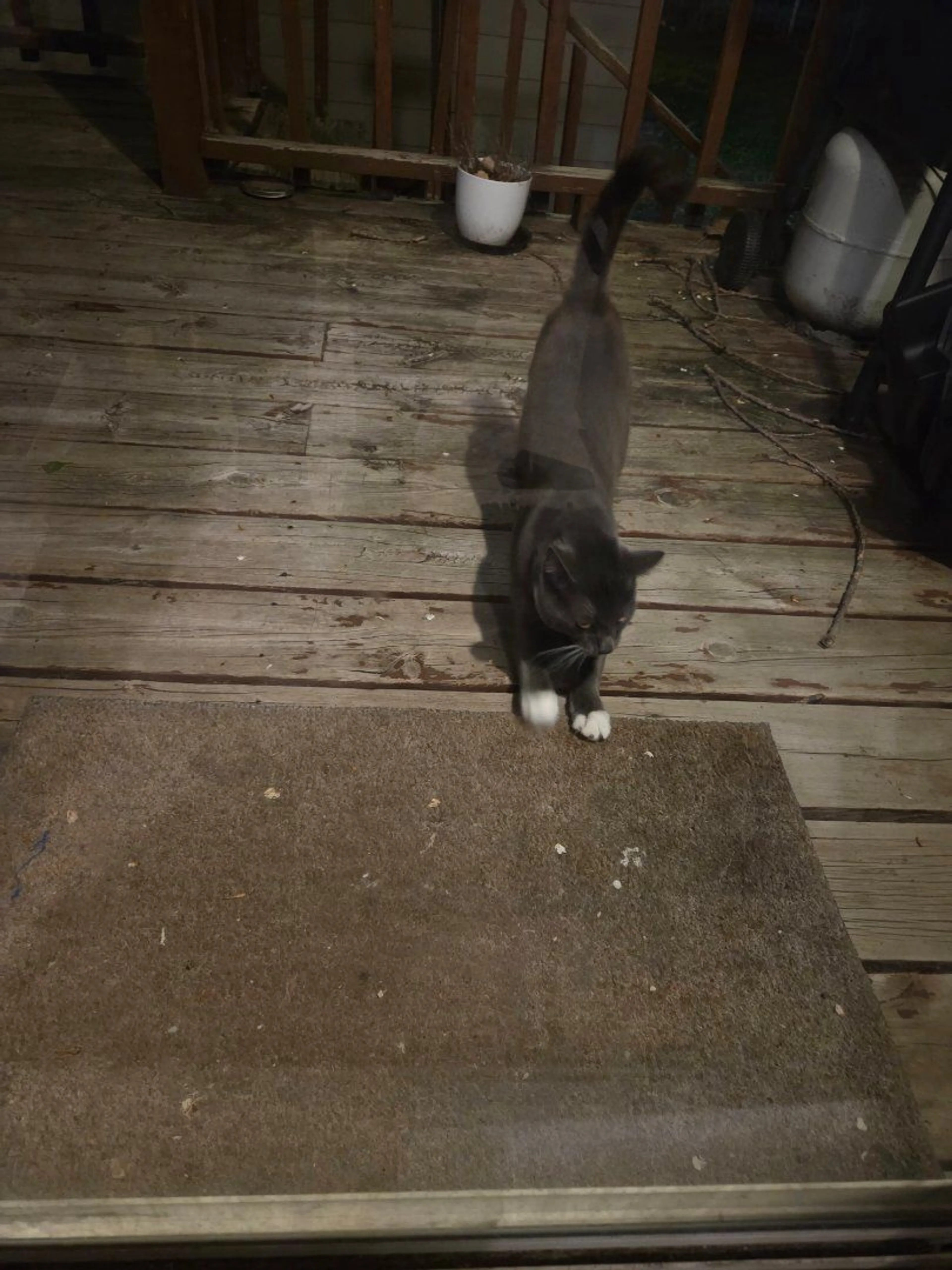 Lost pet-0