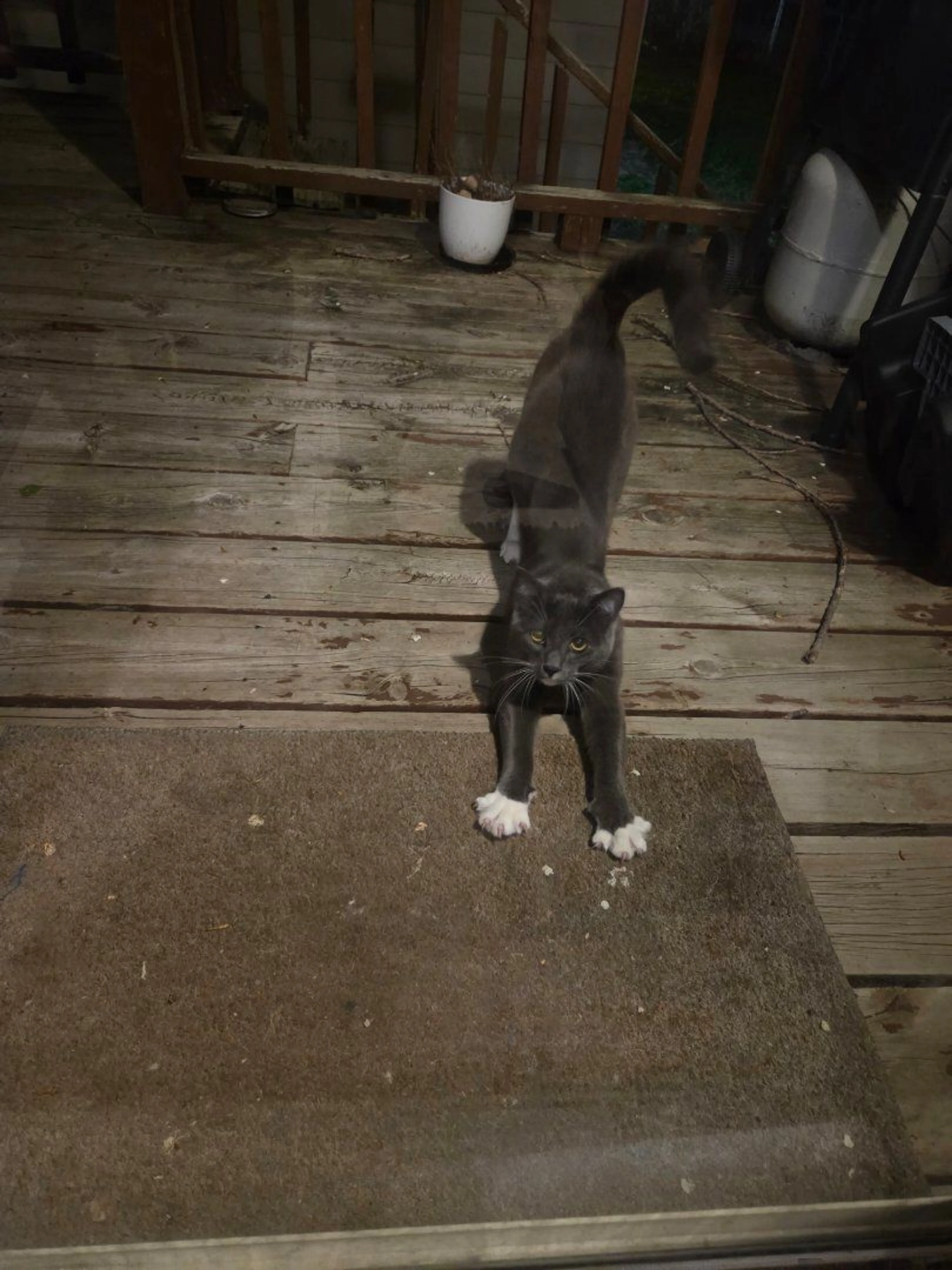 Lost pet-1