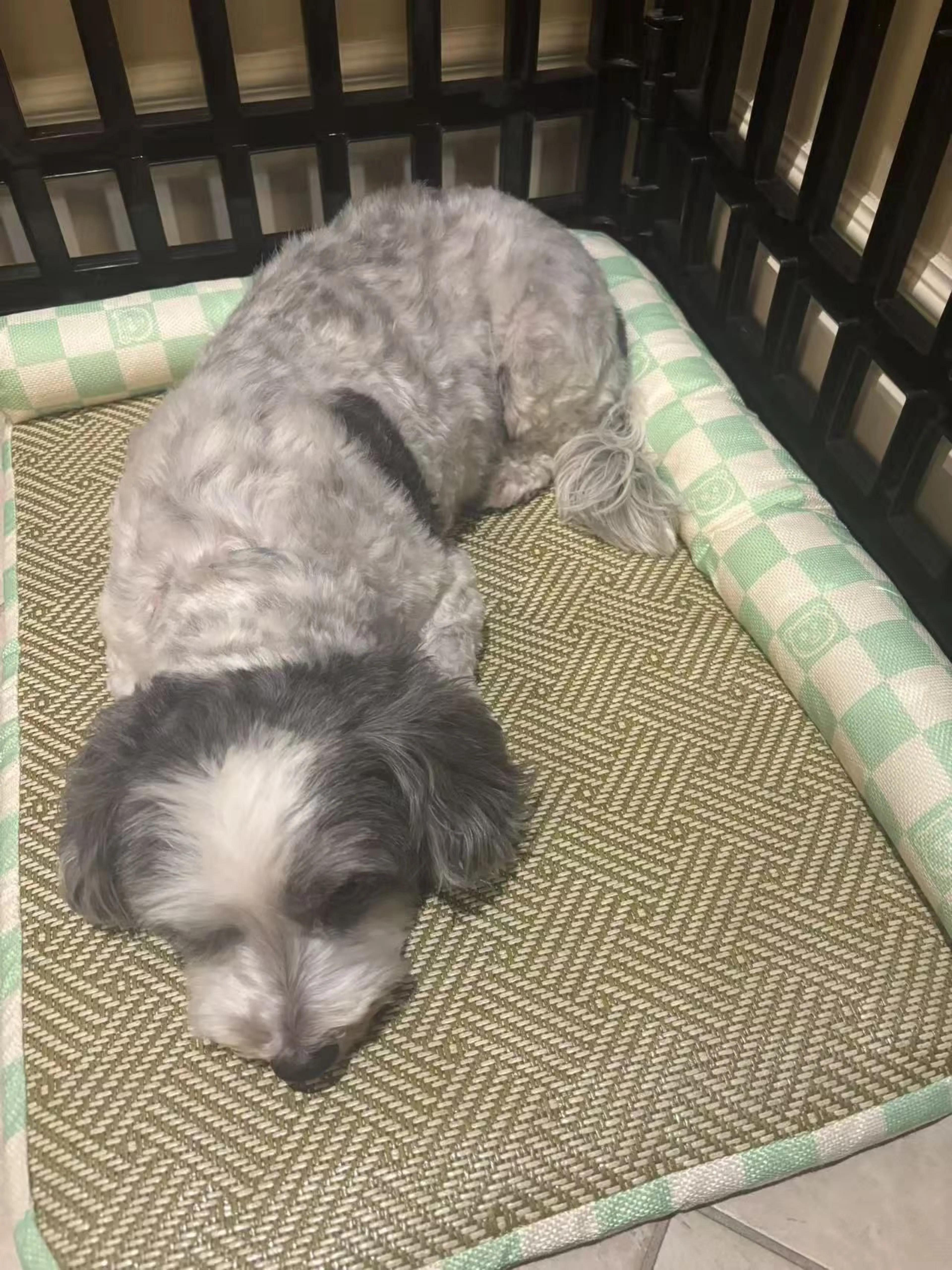 Lost pet-1