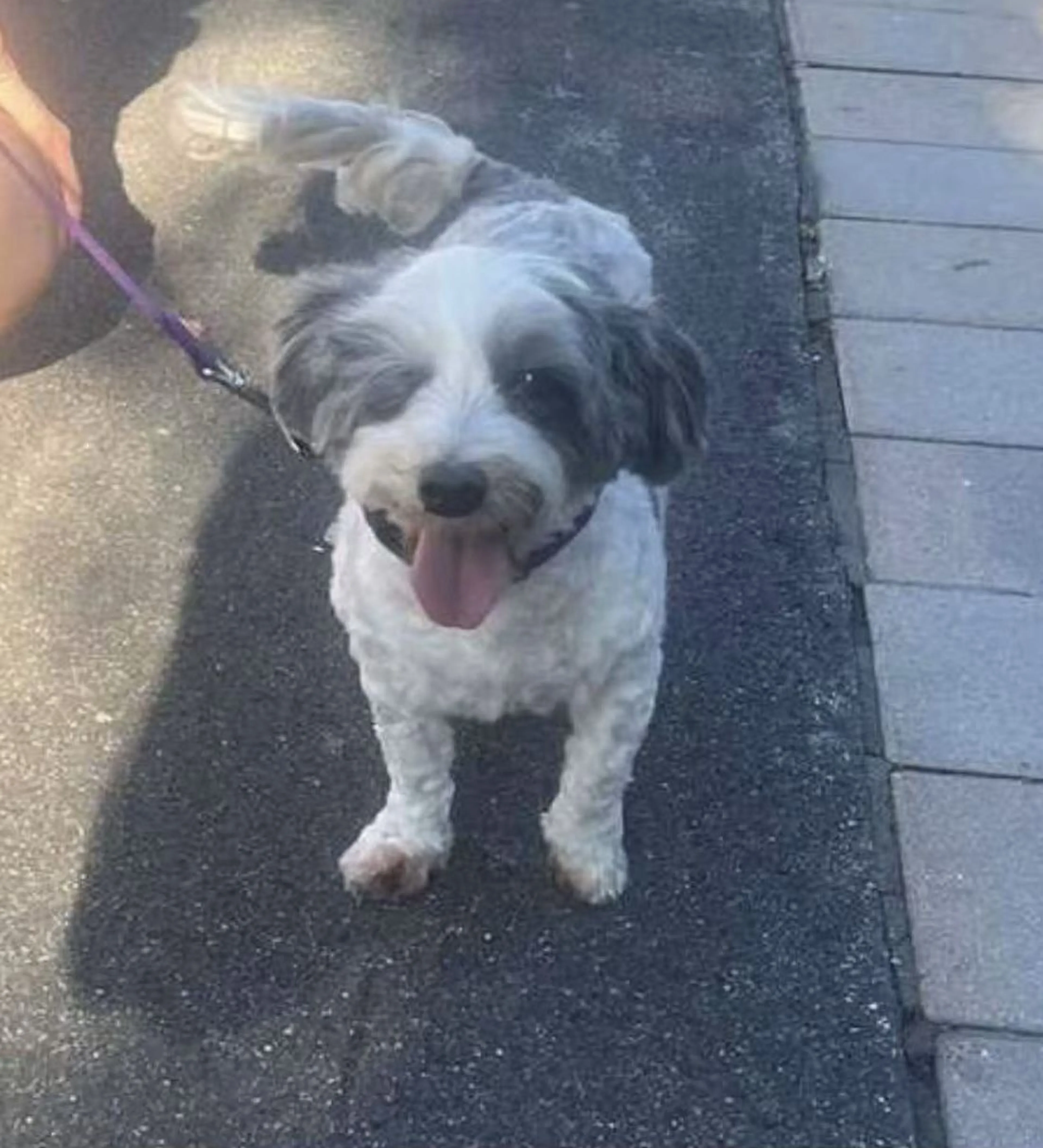 Lost pet-0