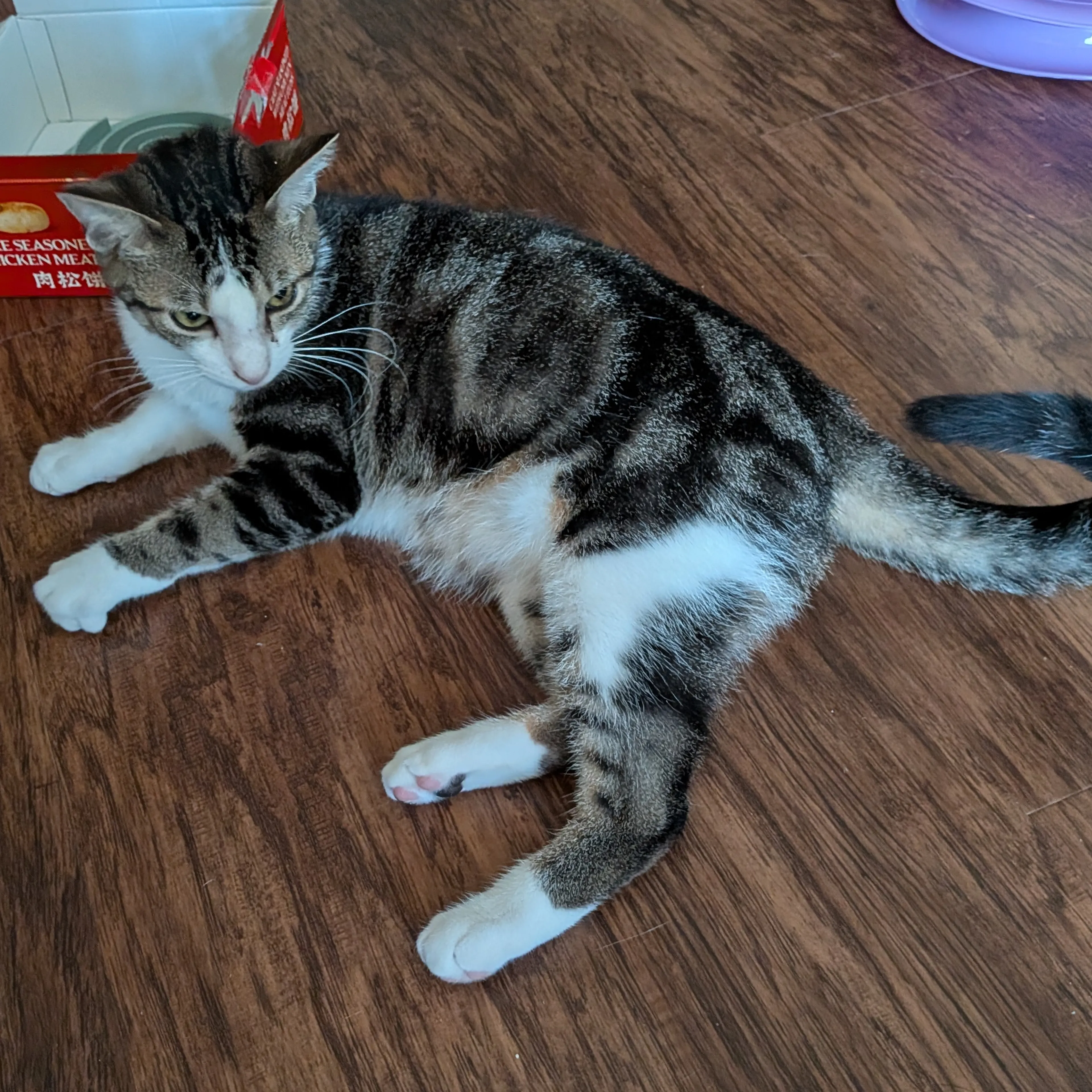 Lost pet-1