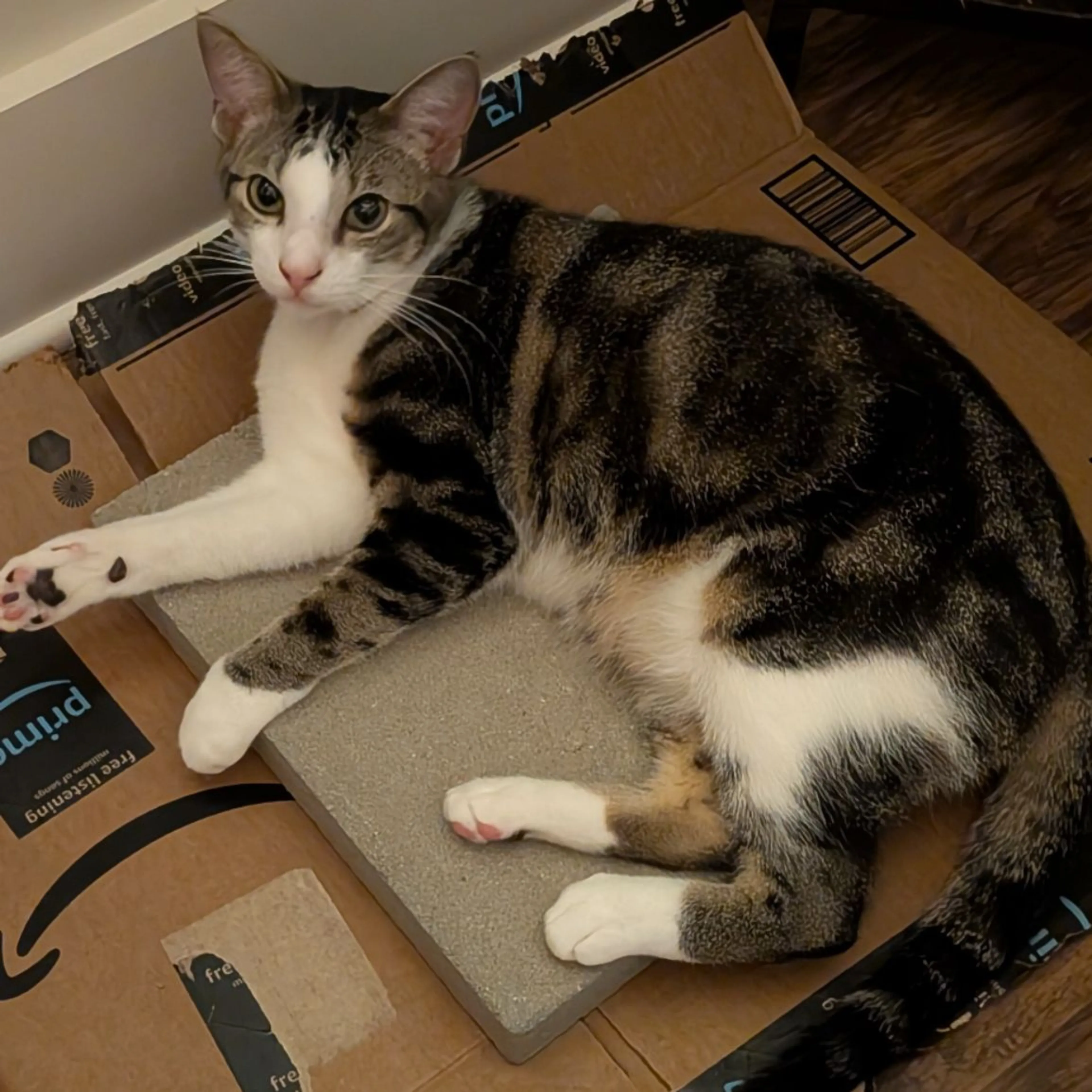 Lost pet-0