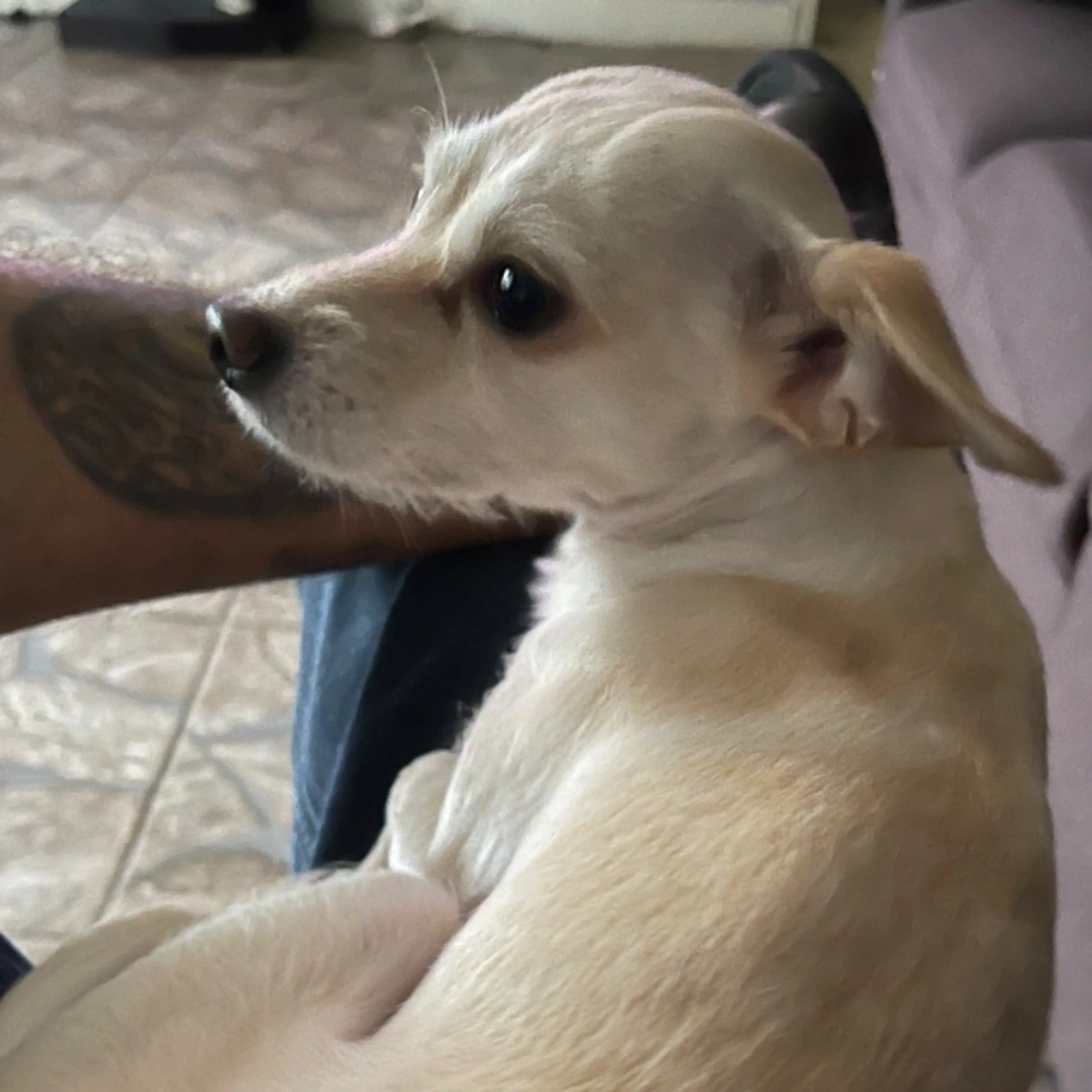 Lost pet-0
