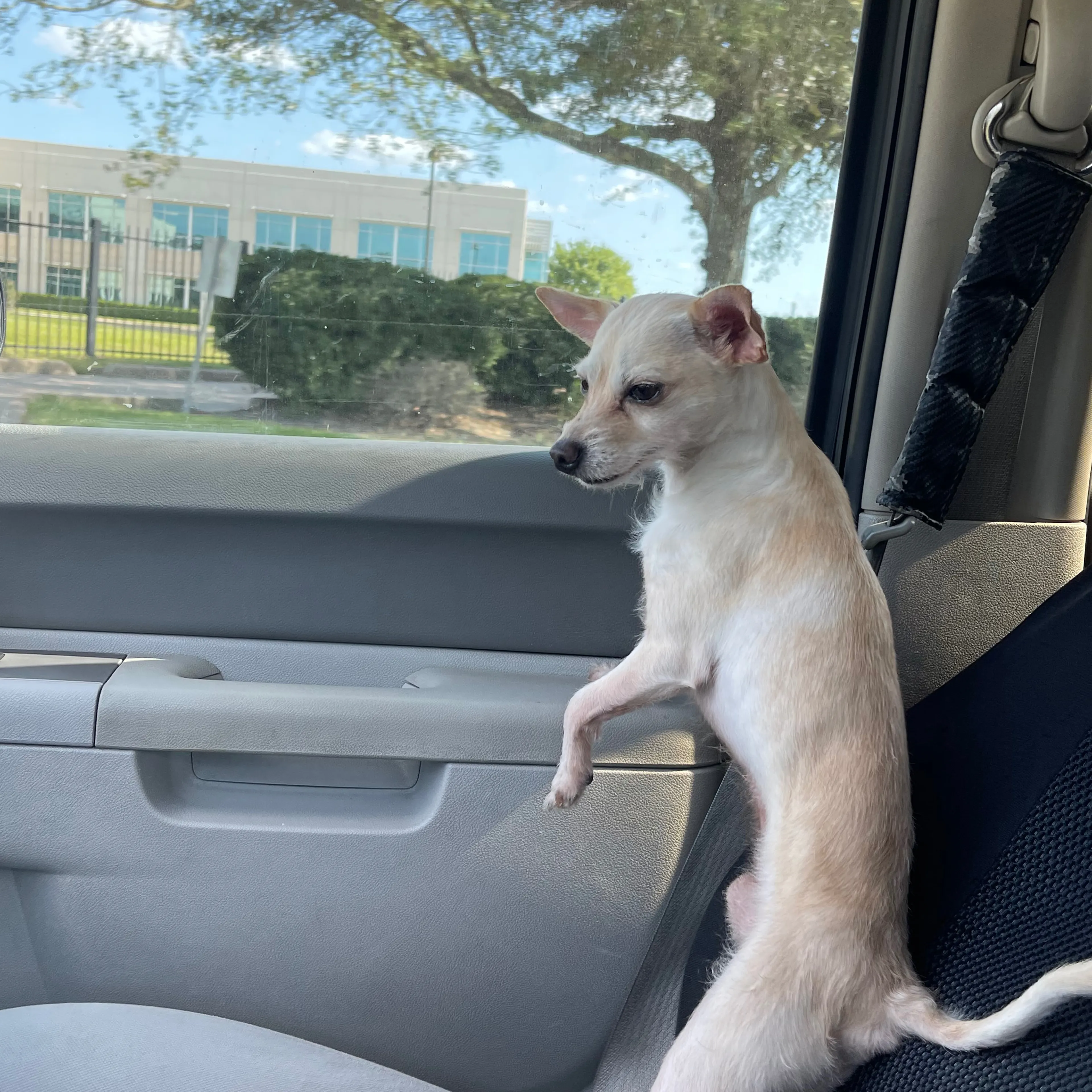 Lost pet-1