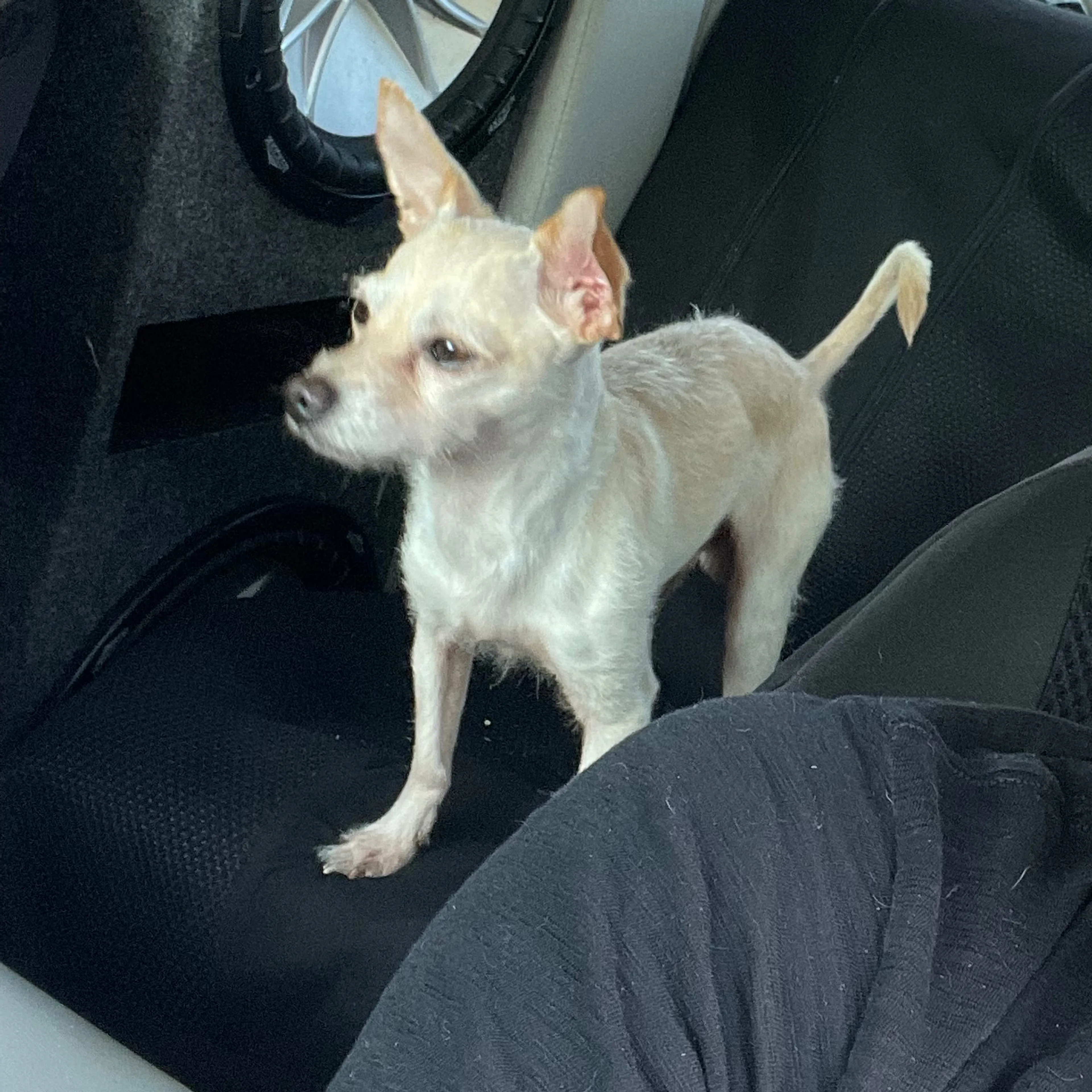 Lost pet-2
