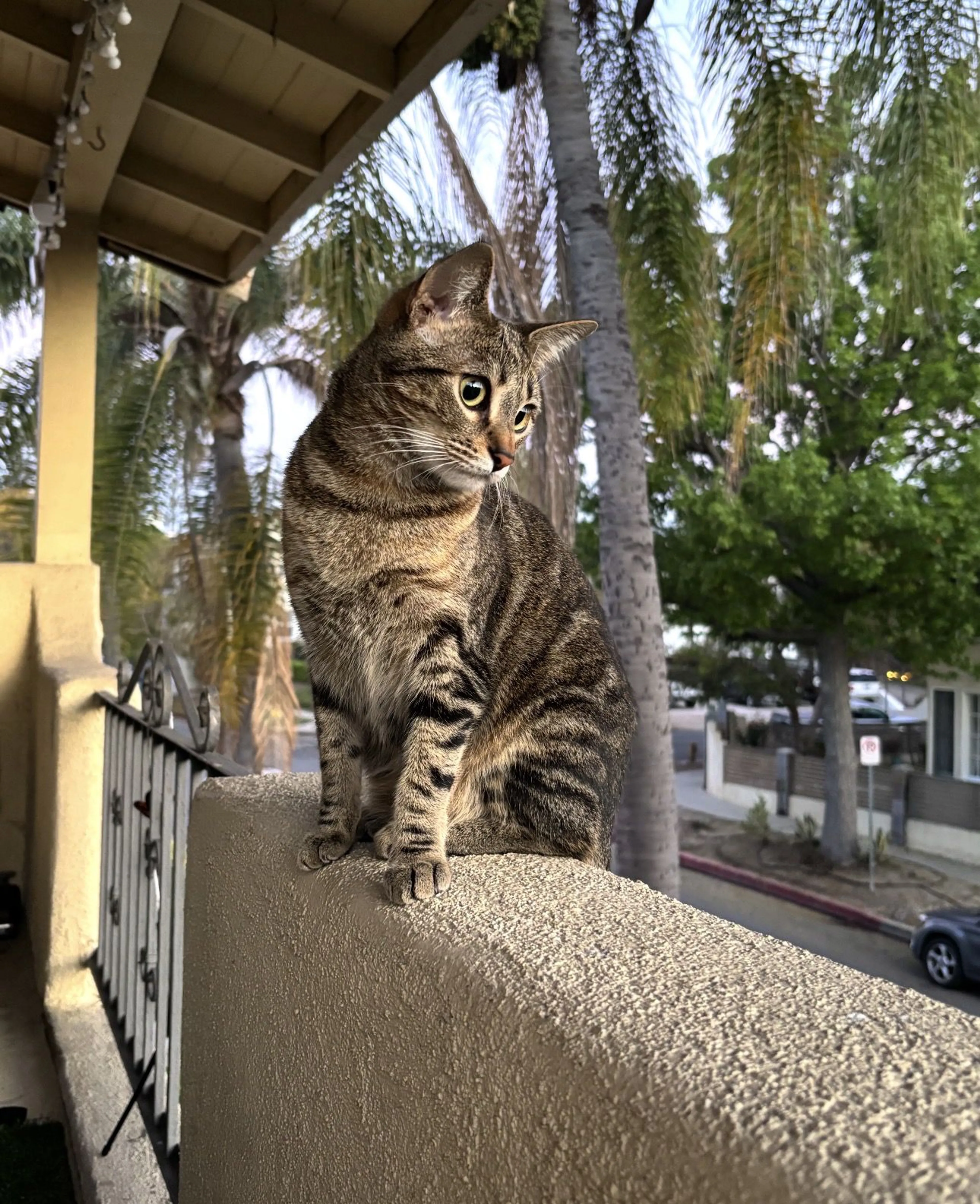 Lost pet