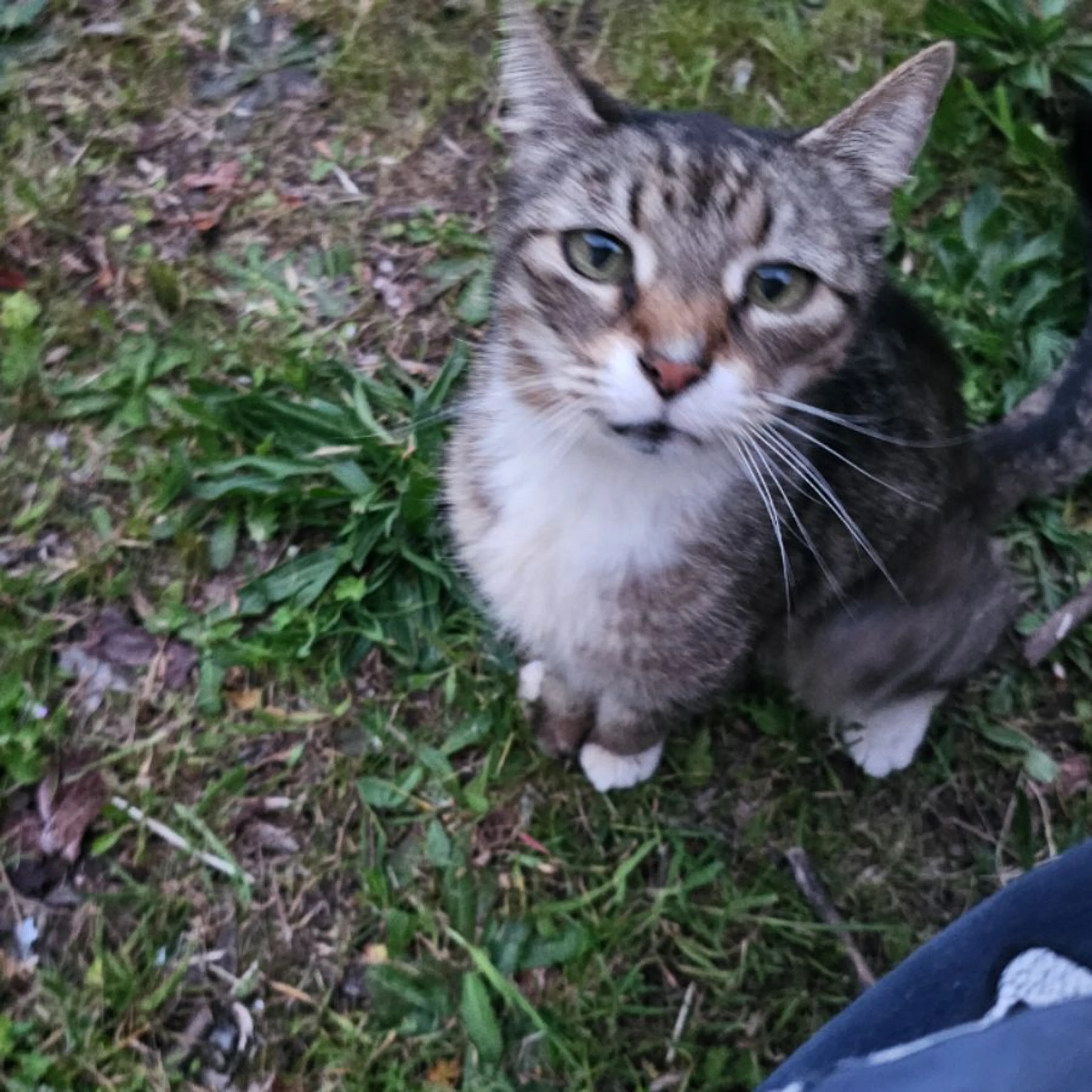 Found pet