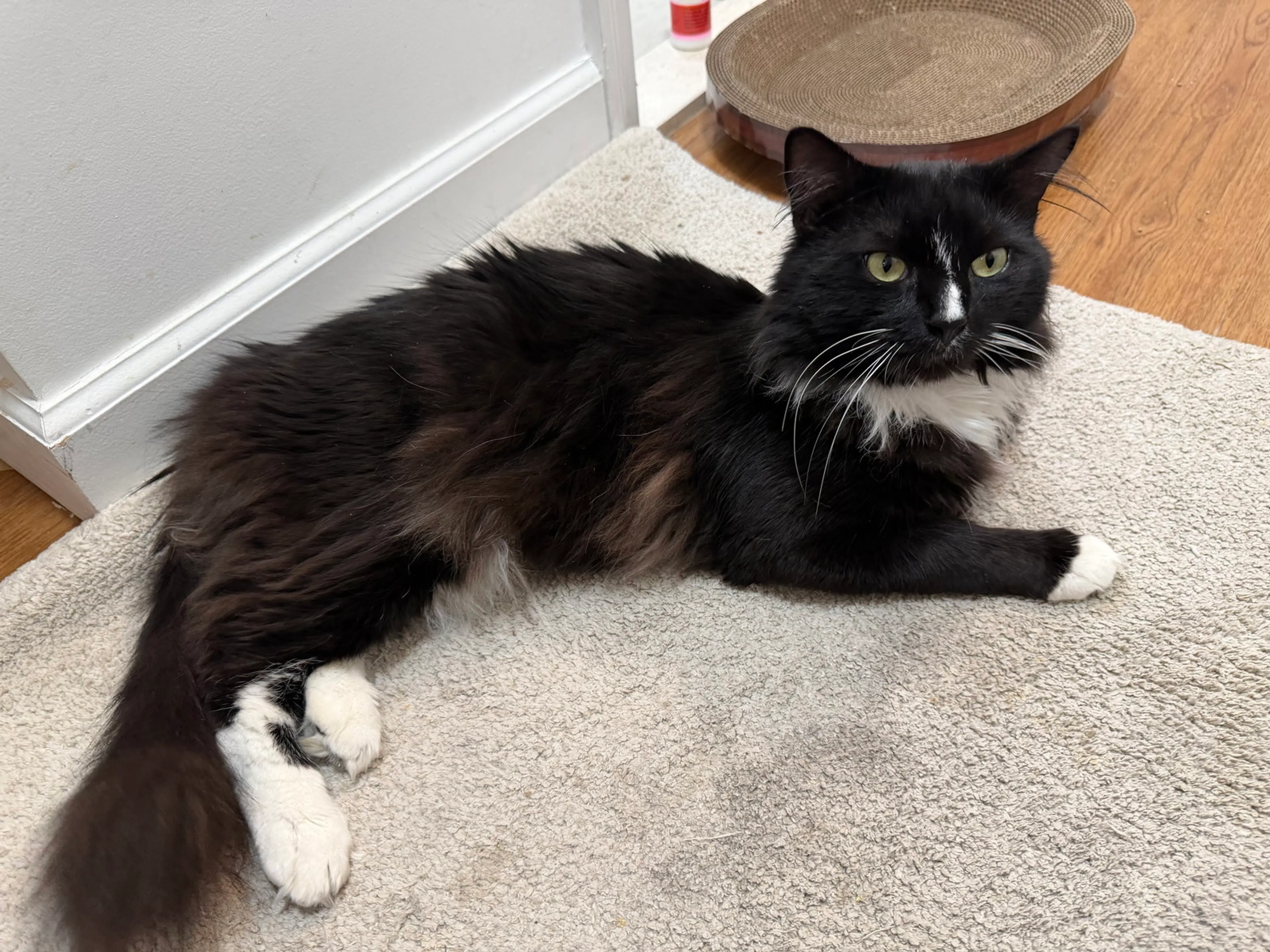 Found pet-0