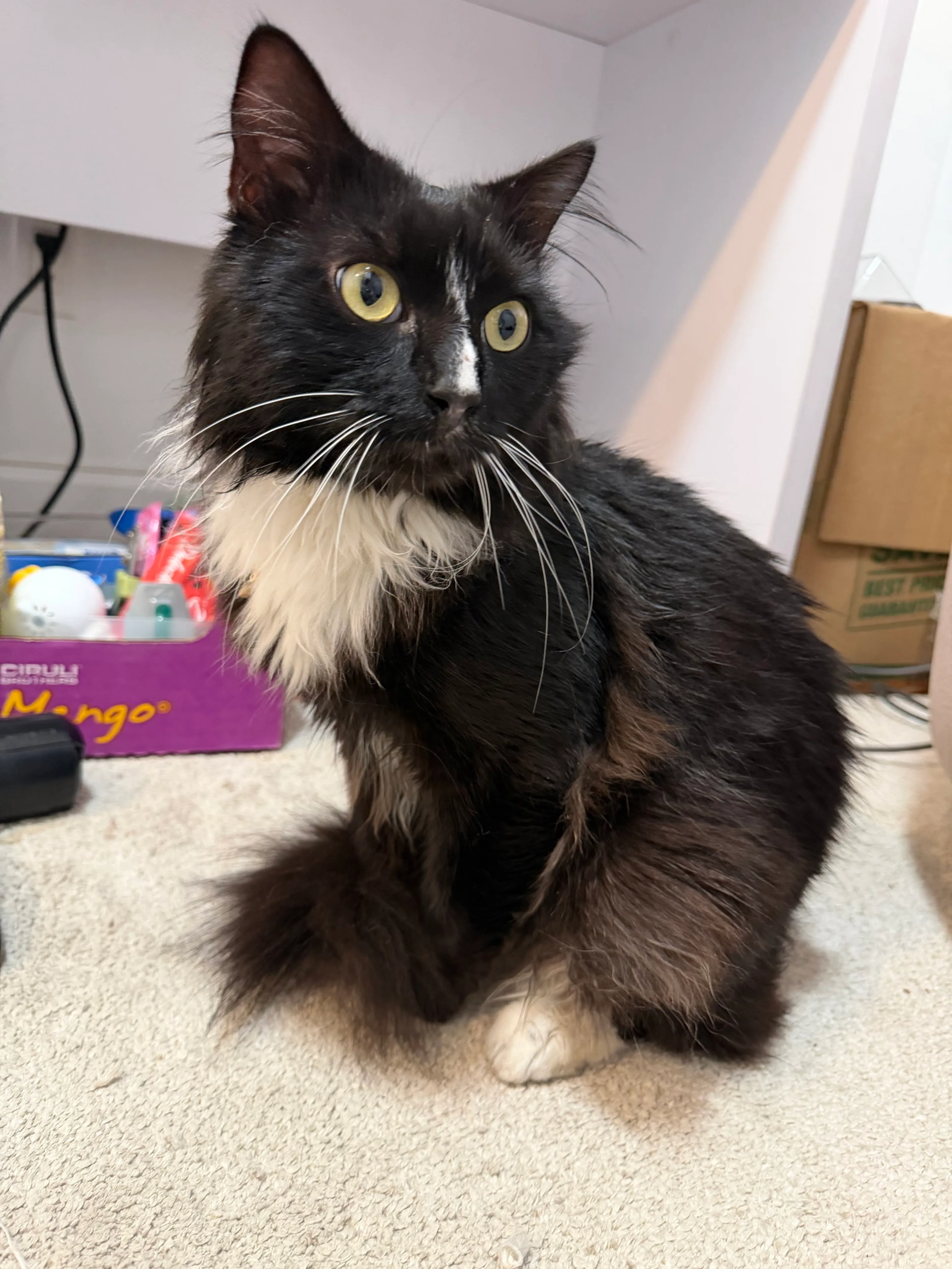 Found pet-1