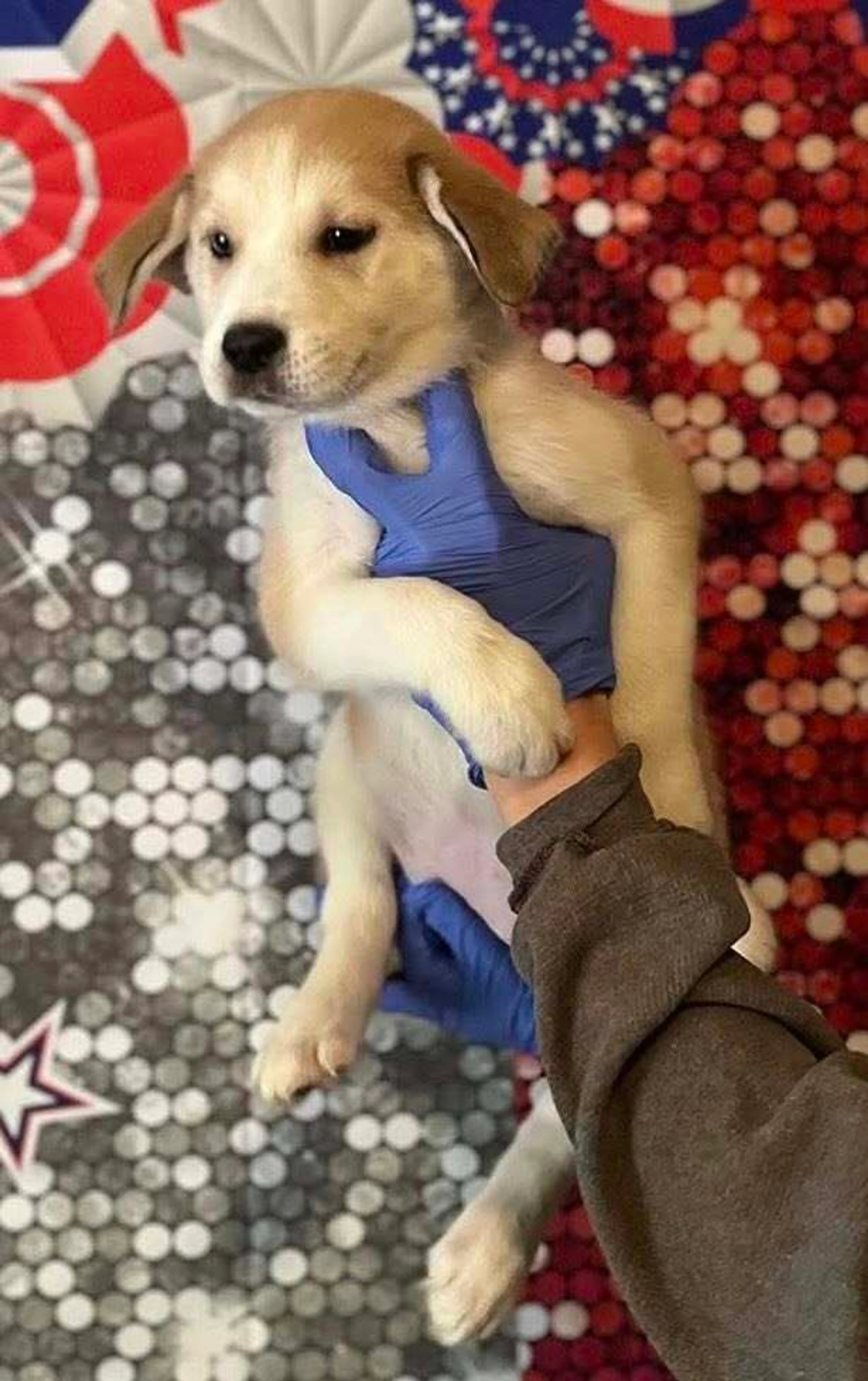 Found pet-1
