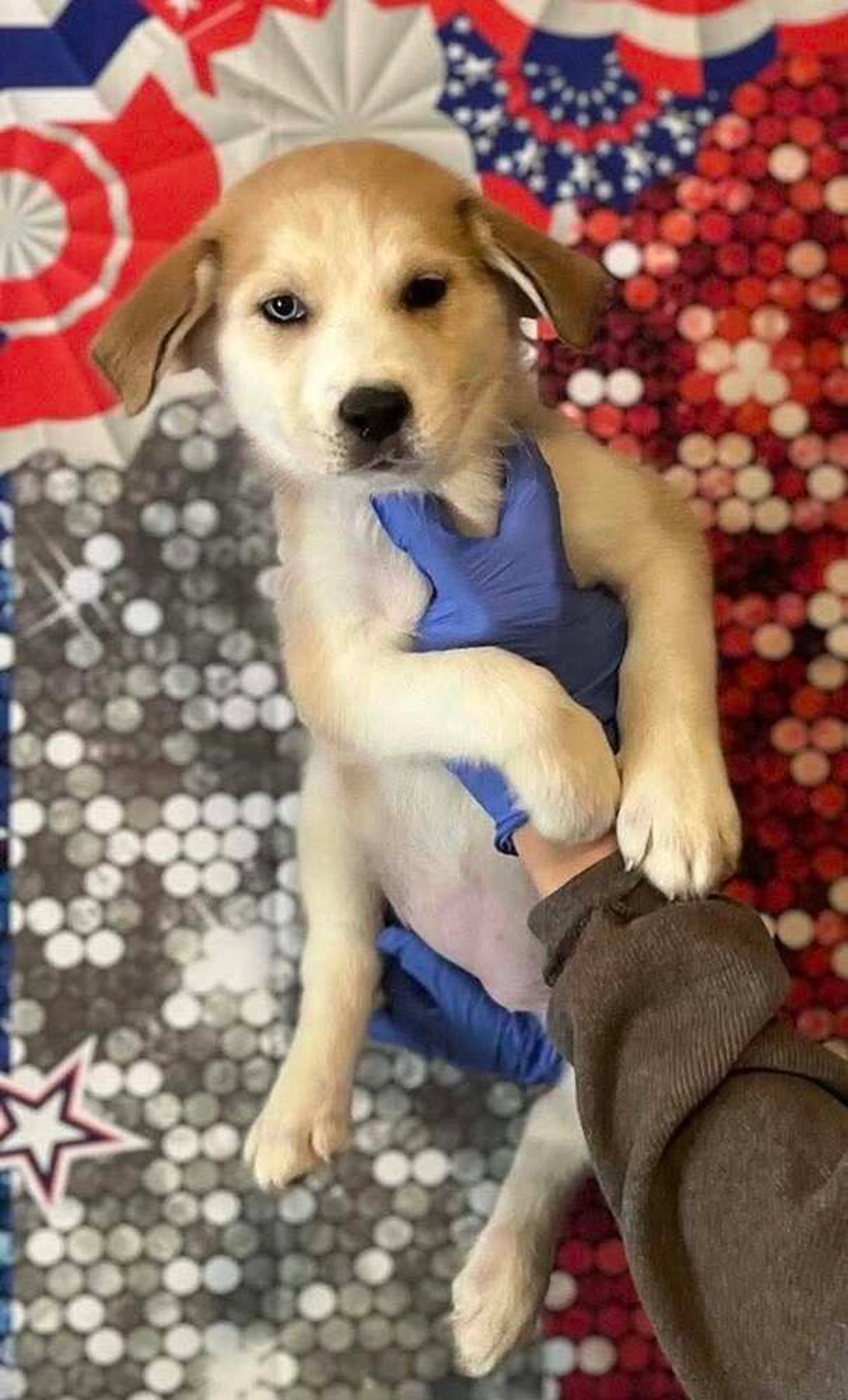 Found pet-0
