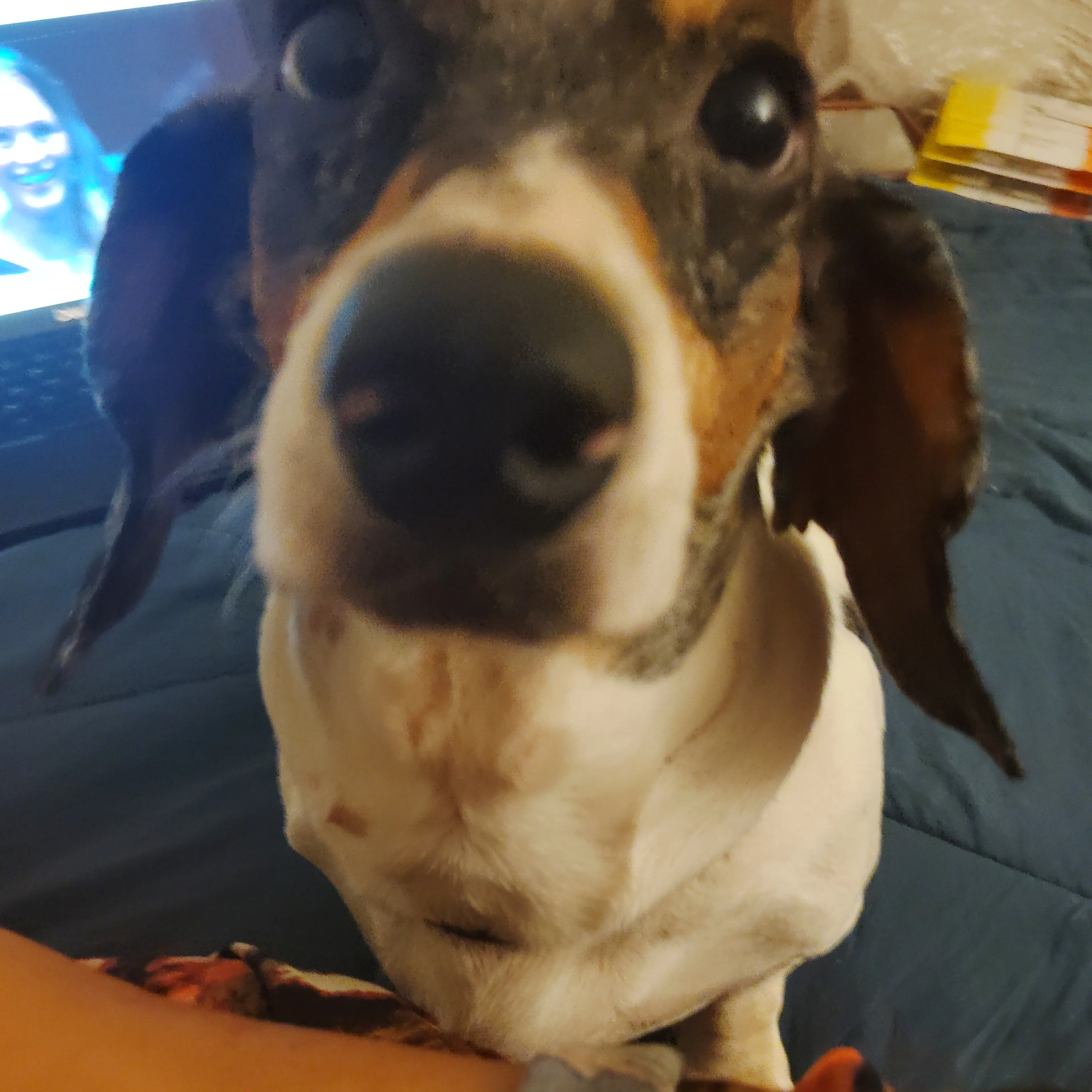 Lost pet-1