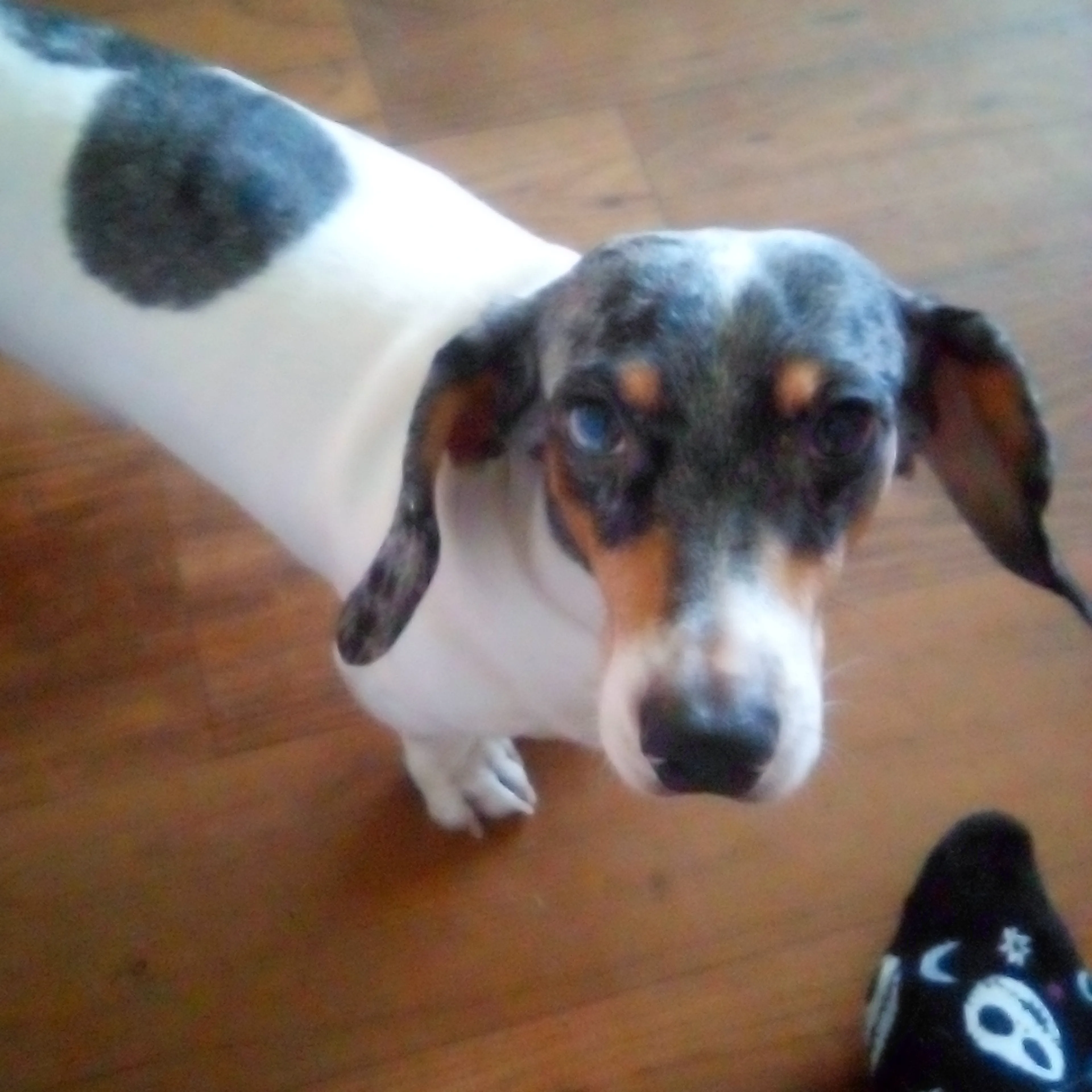 Lost pet-0